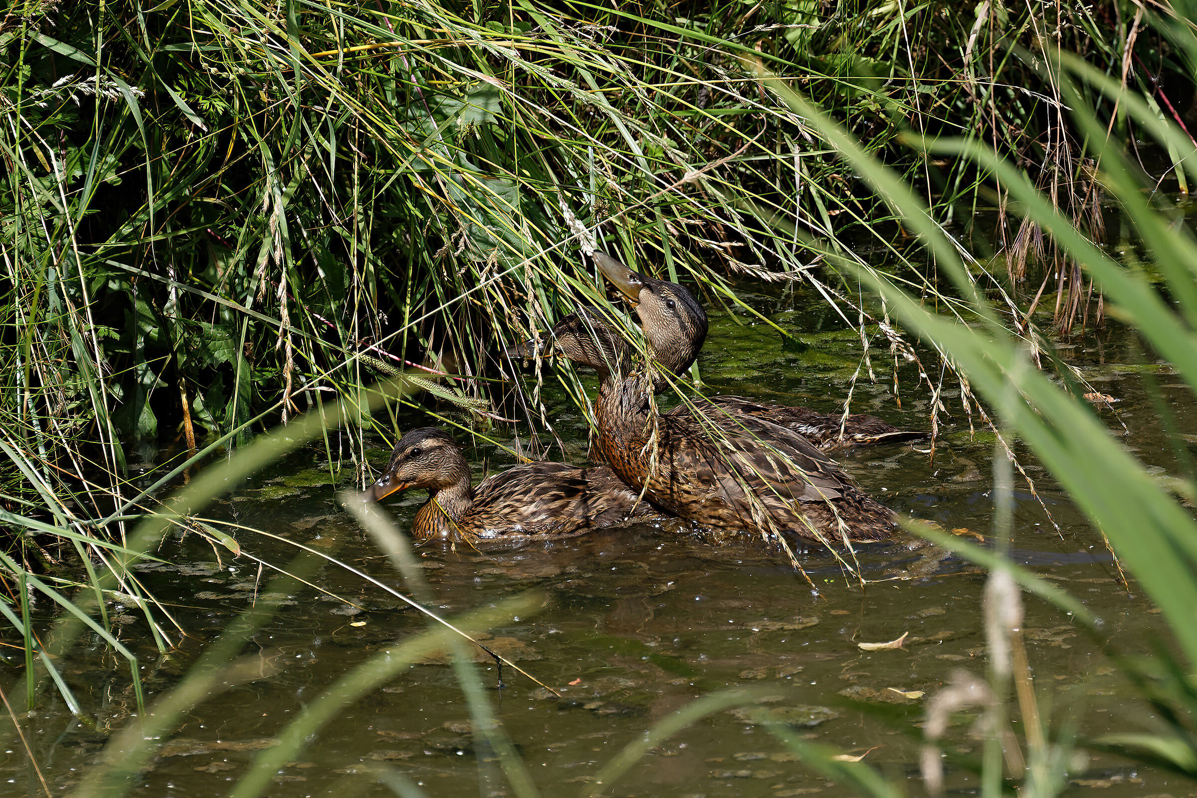 In compagnia sul canale