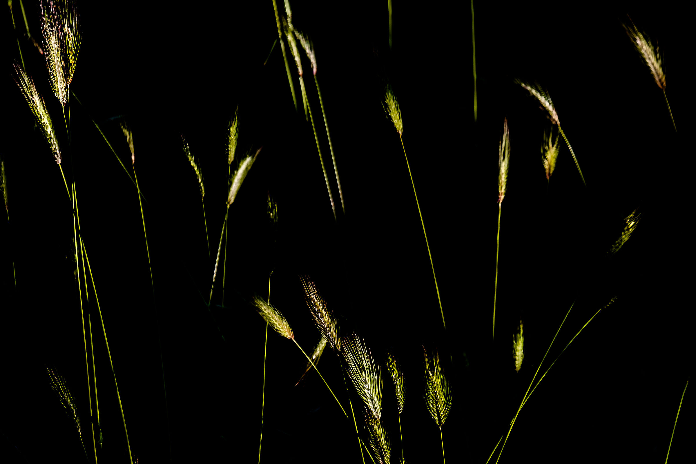 fuochi d'artificio