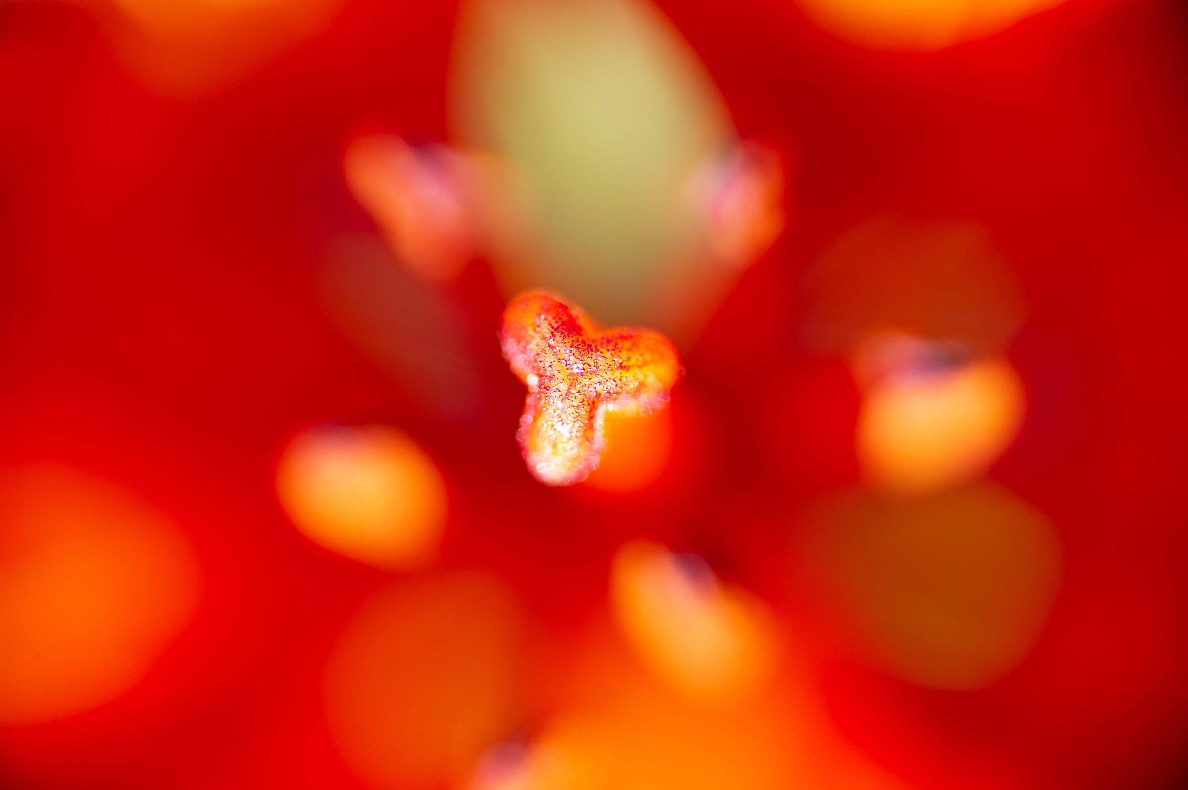 Red lily San Giovanni