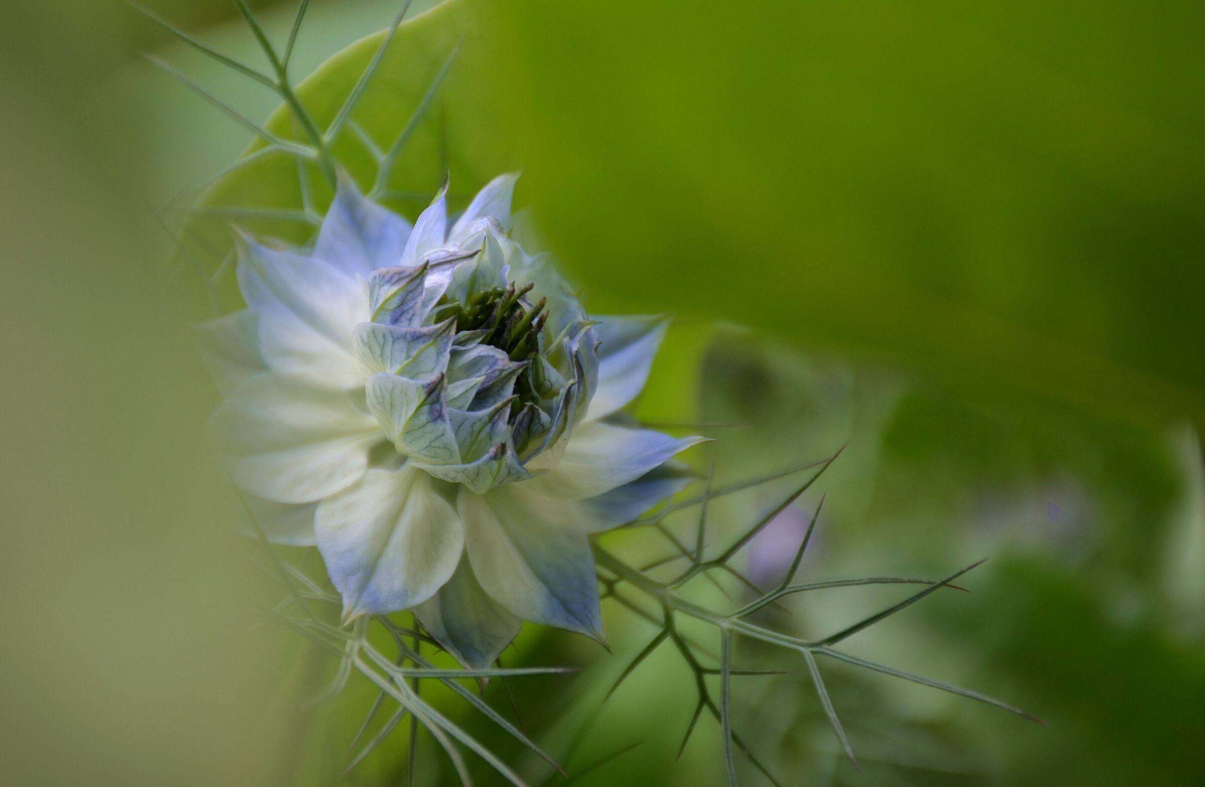 Nigella