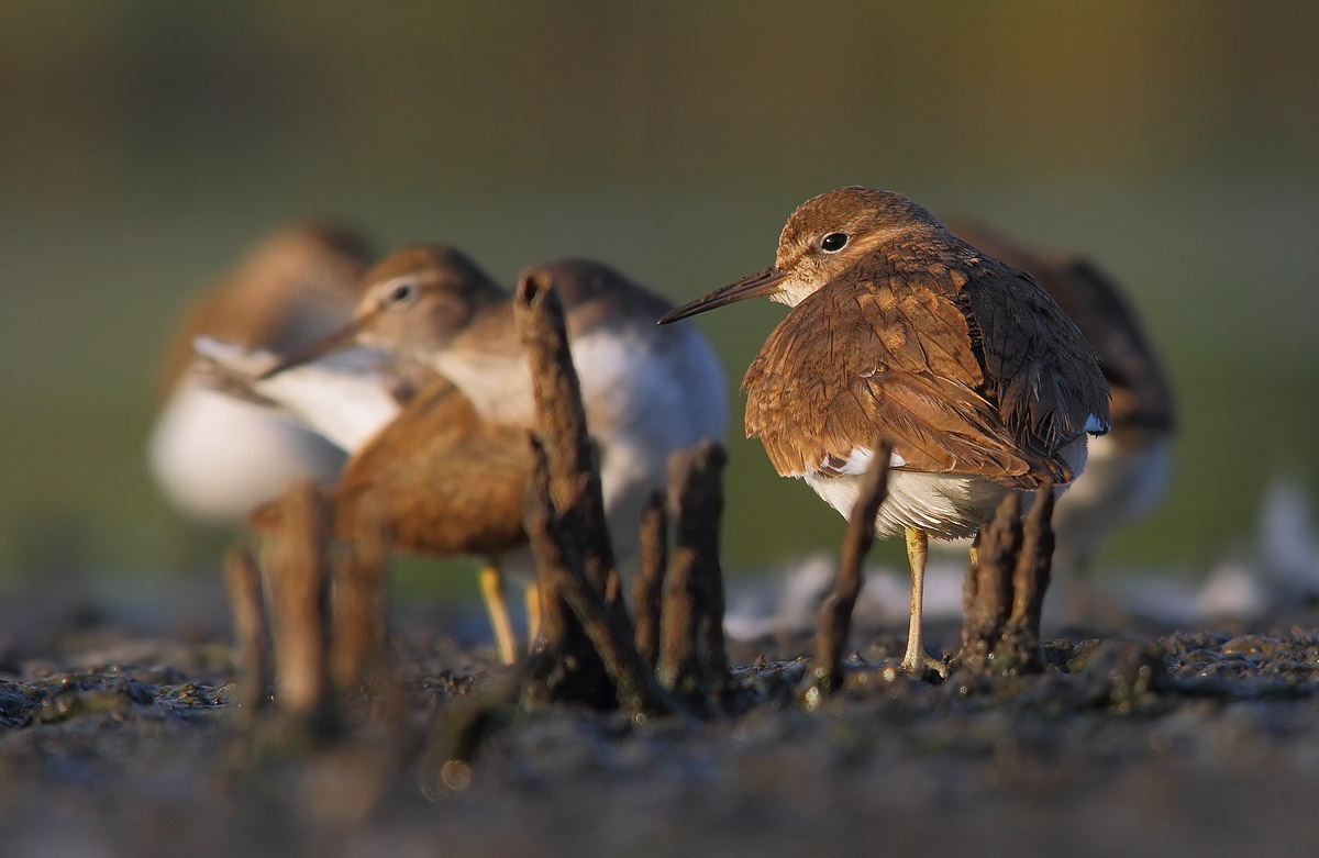 sandpiper