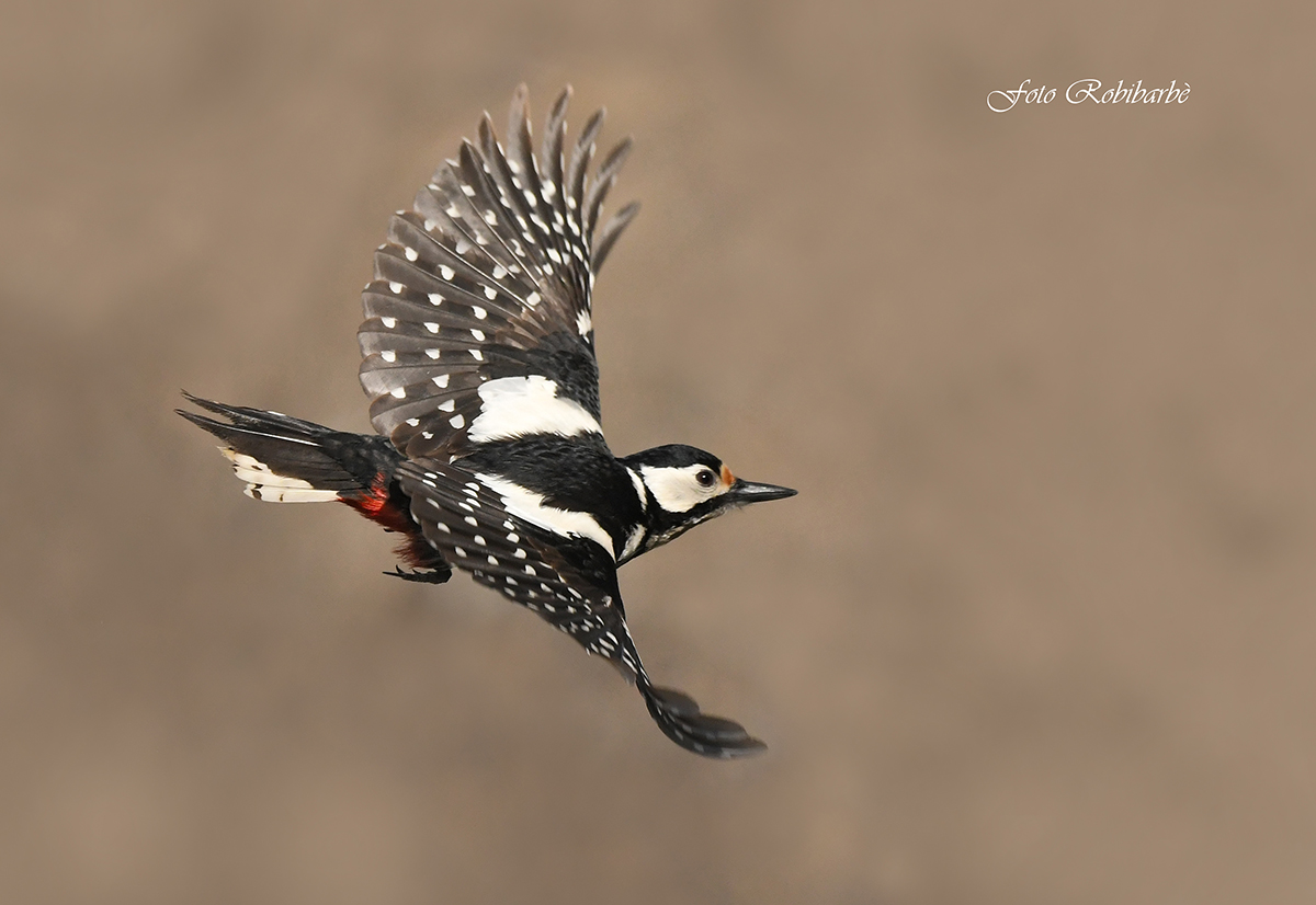 Picchio rosso maggiore...