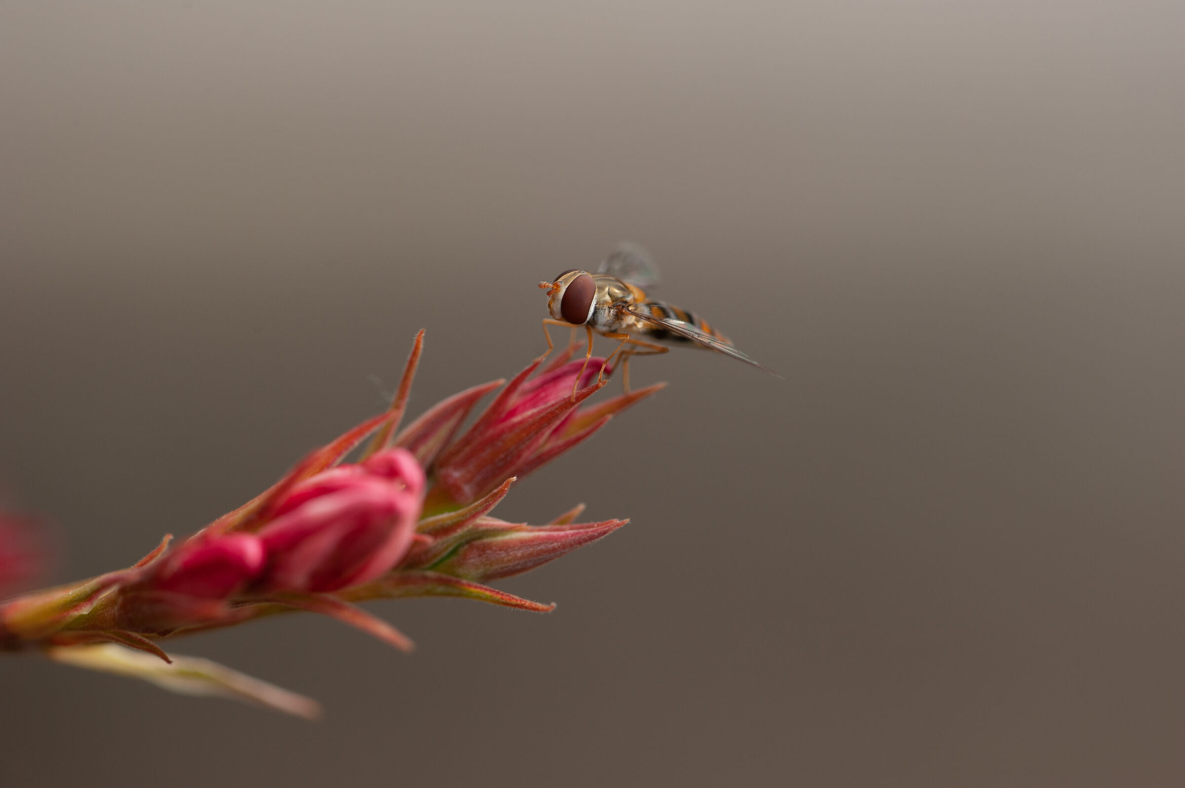 Episyrphus