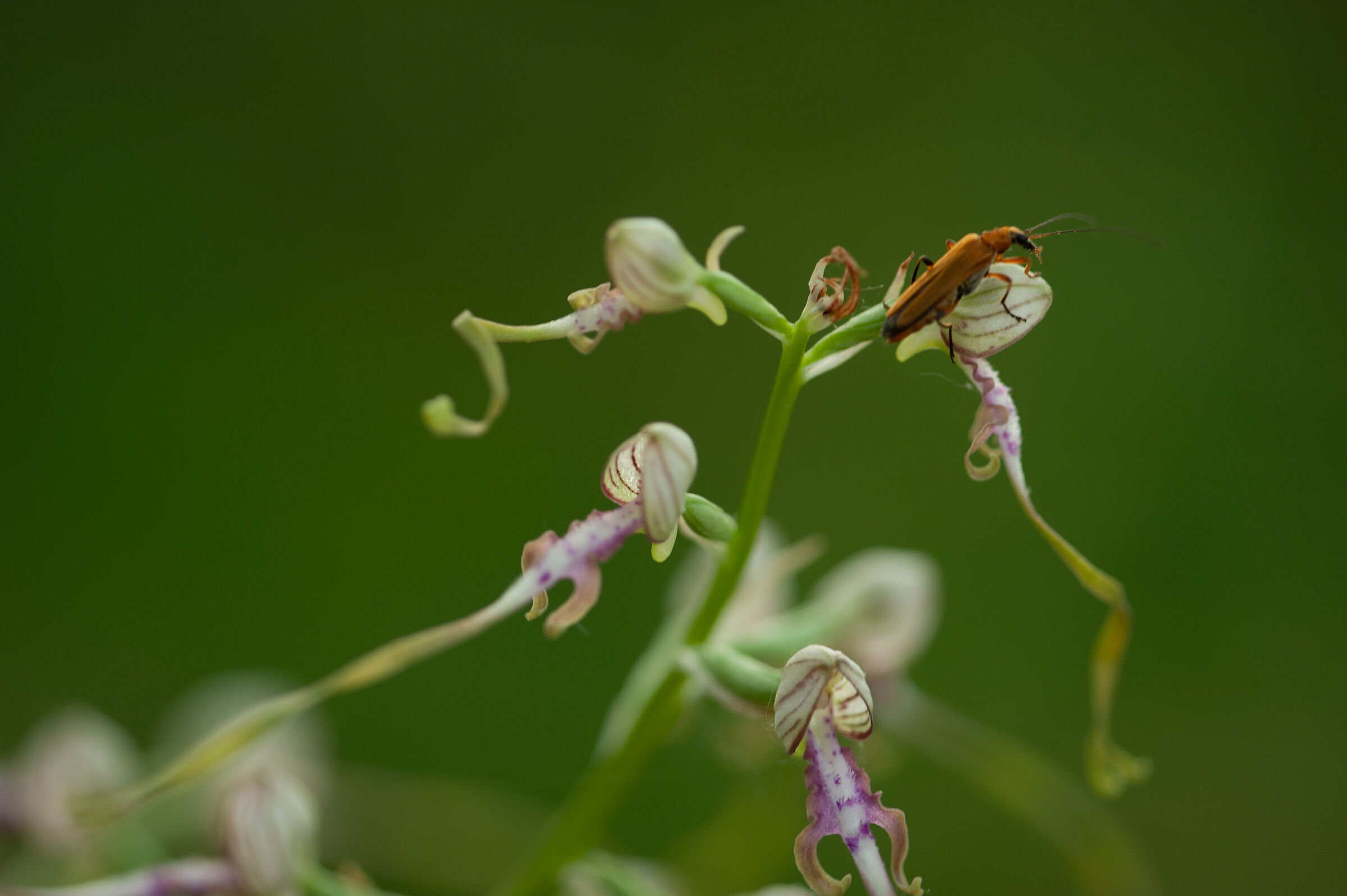 Oedemera podagrariae su Himantoglossum adriaticum