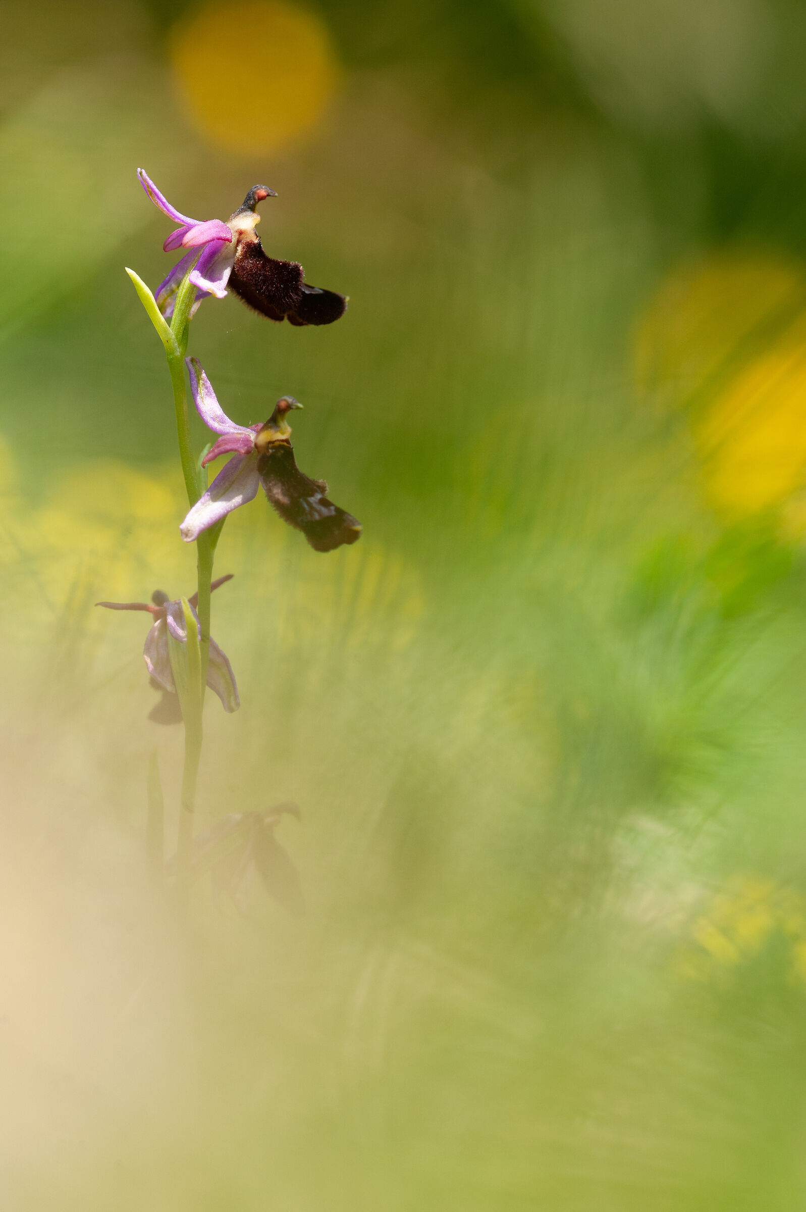 Ophrys benacensis