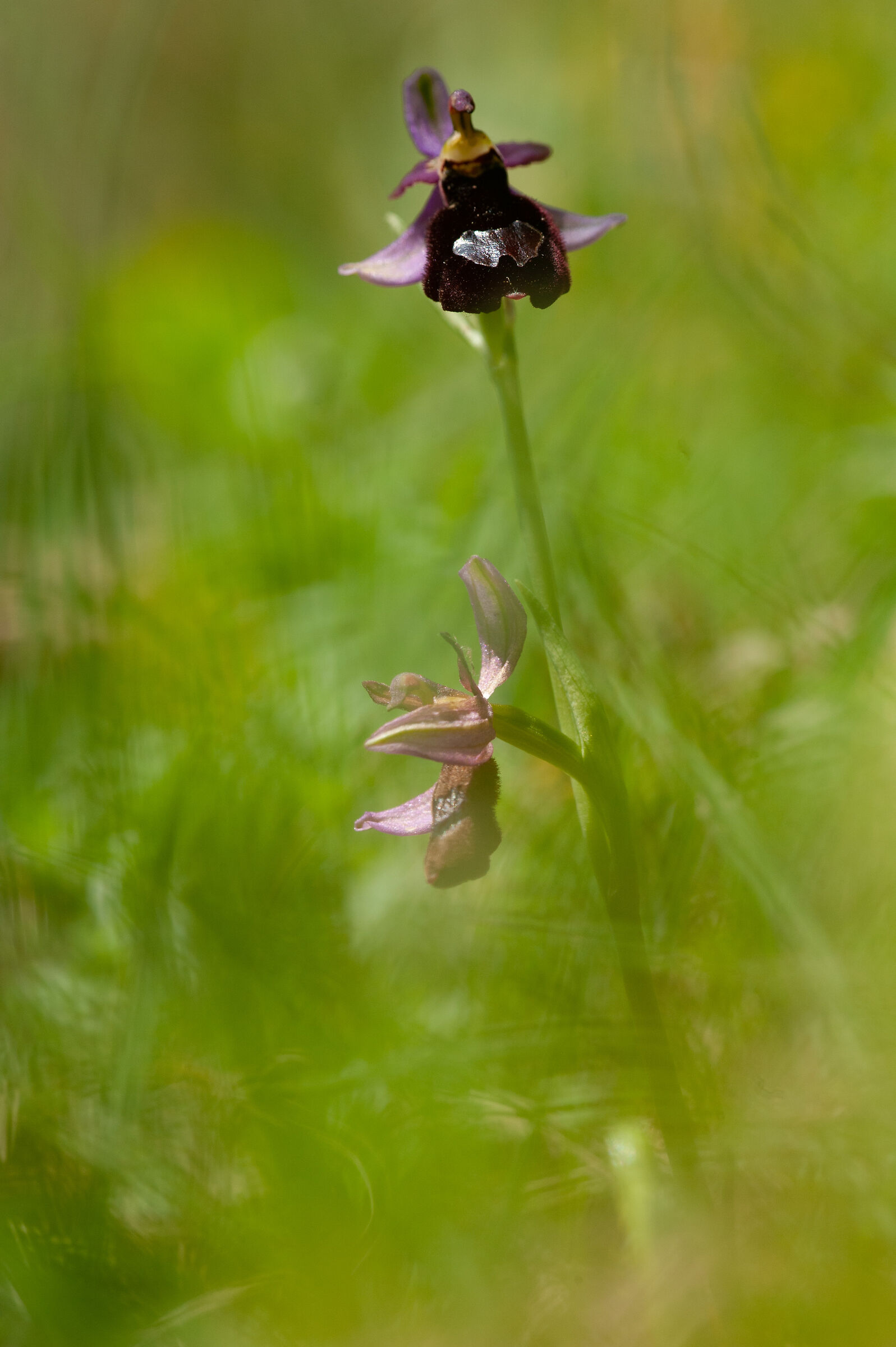 Ophrys benacensis