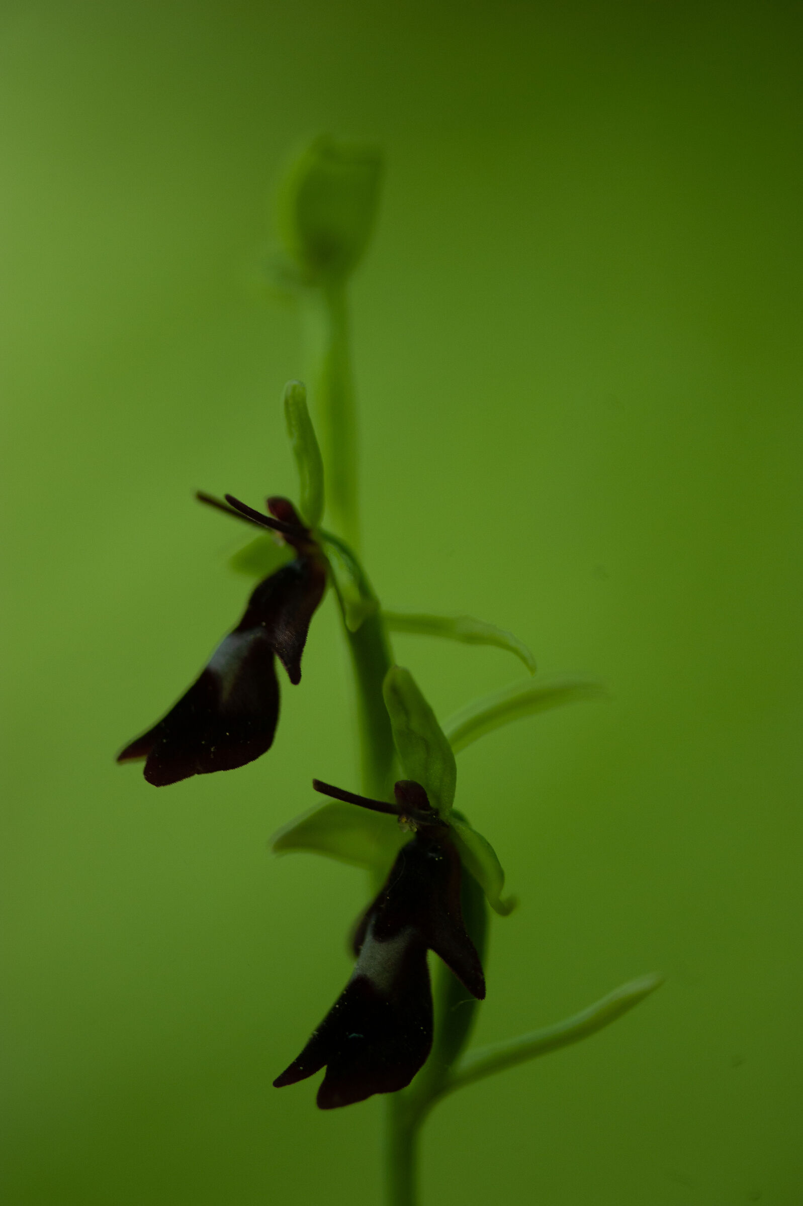 Ophrys insectifera