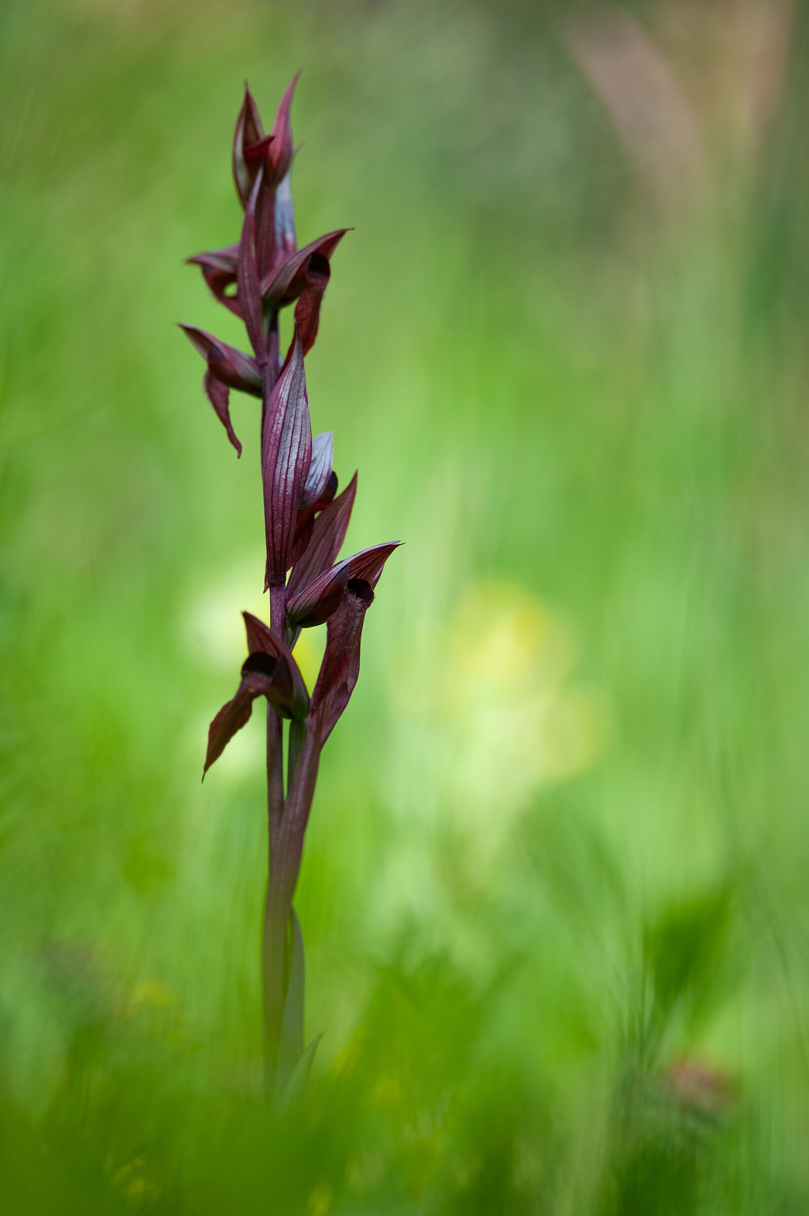 Serapias vomeracea