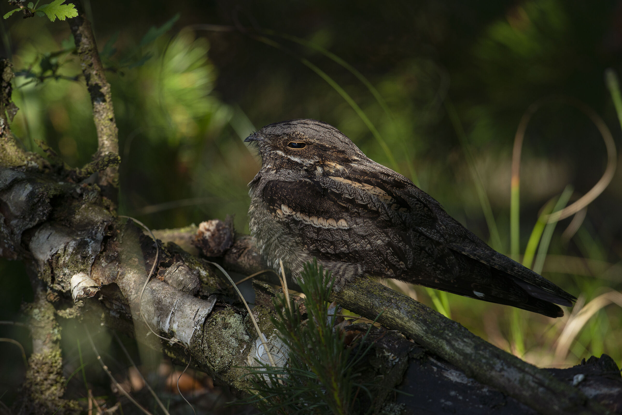Nightjar europeo