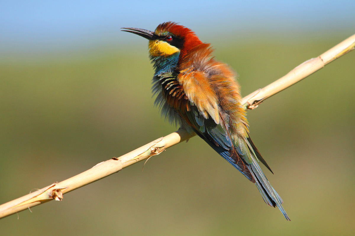 bee-eater