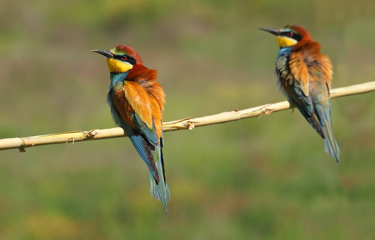 bee-eater