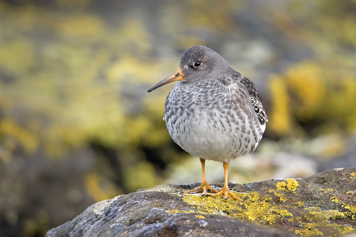 Sandpiper viola
