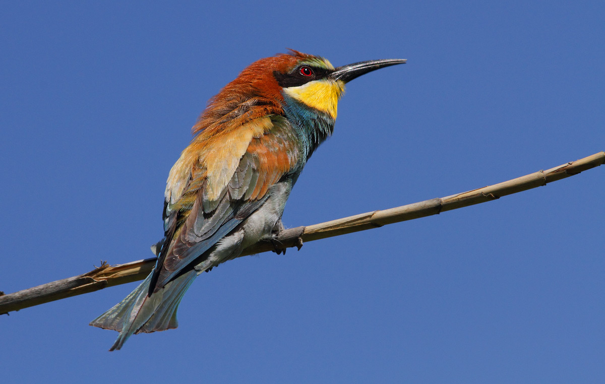 bee-eater