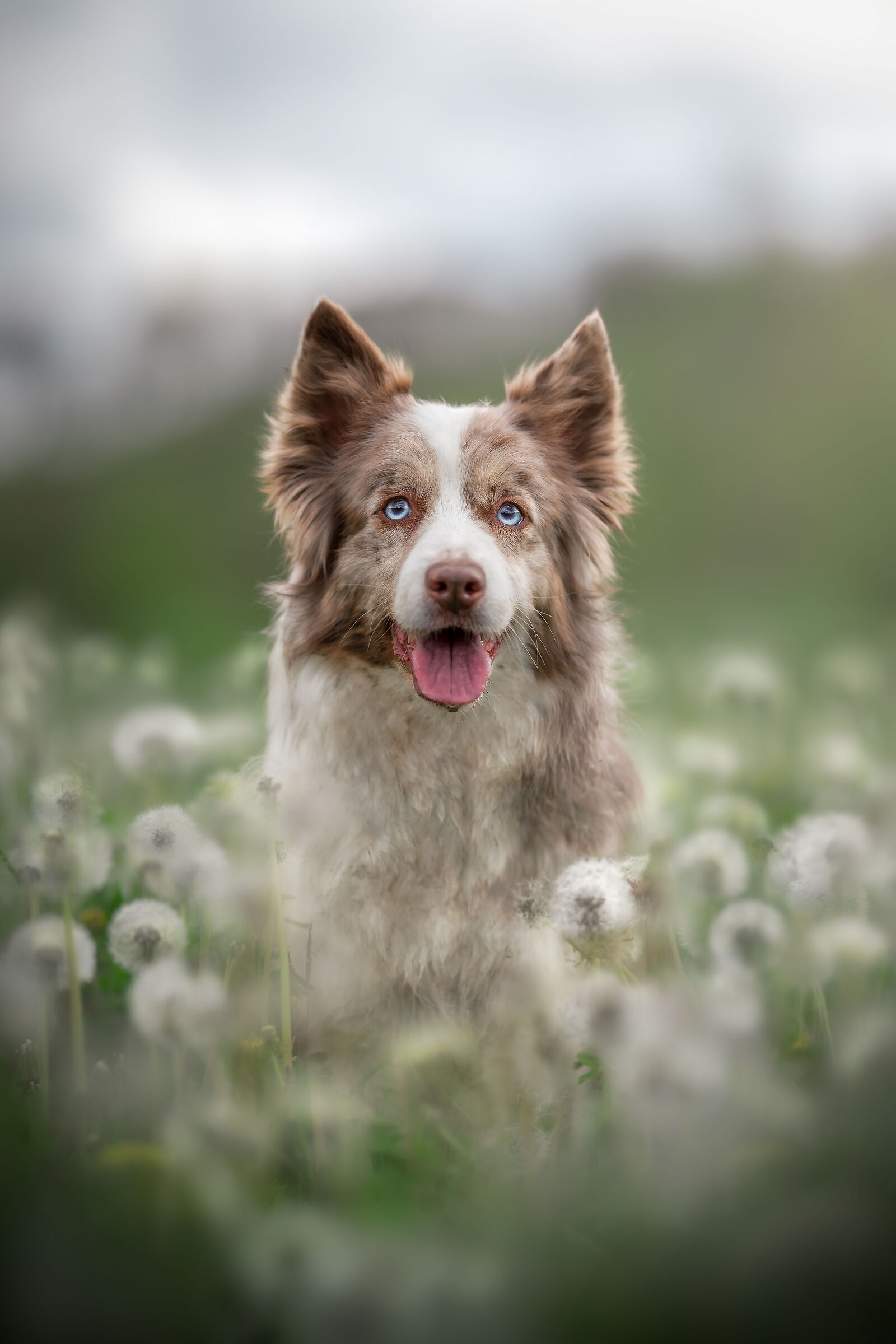 Dandelion's Field