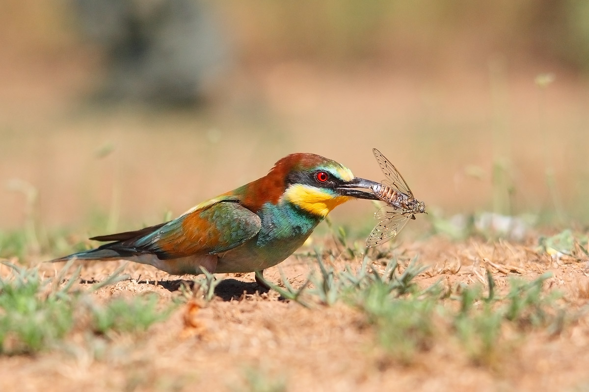bee-eater