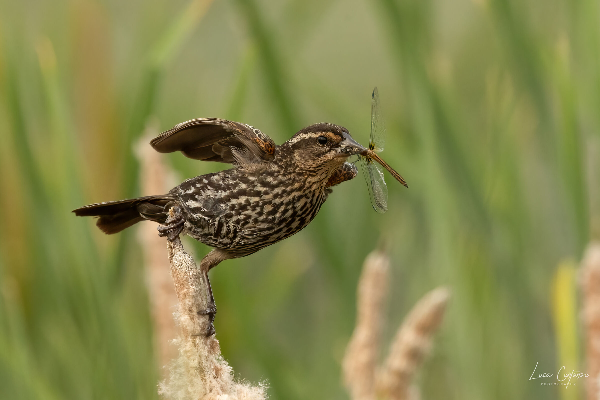Red-winged blackbird (Femmina)