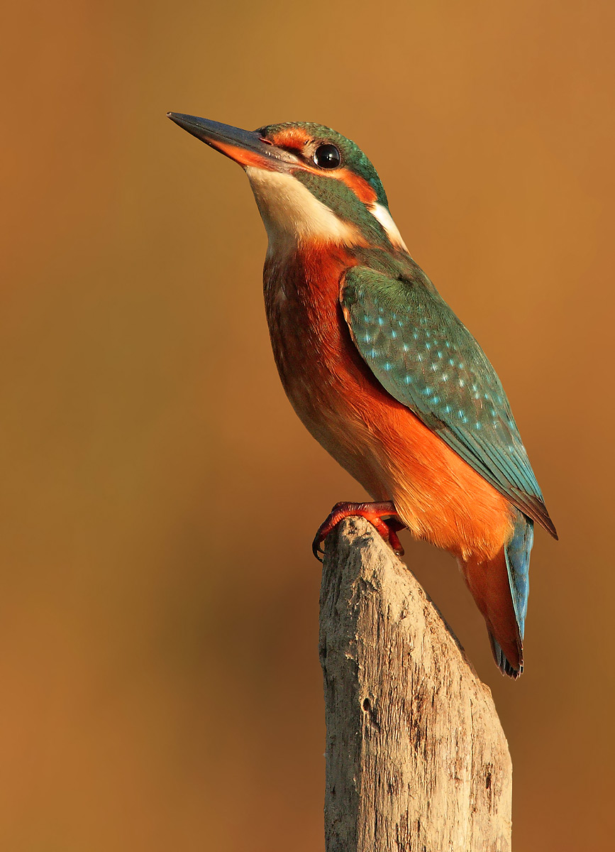 kingfisher