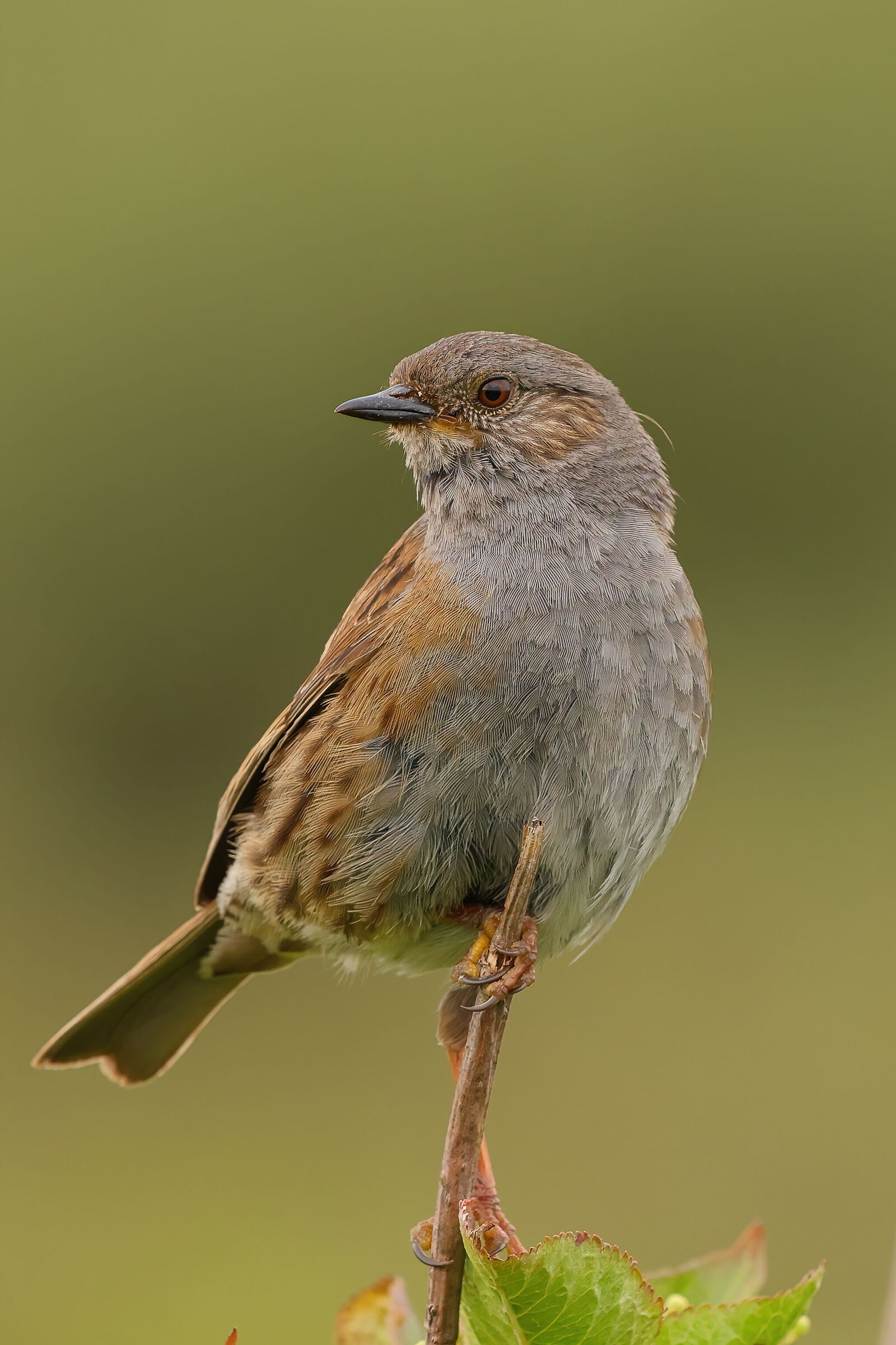 Dunnock
