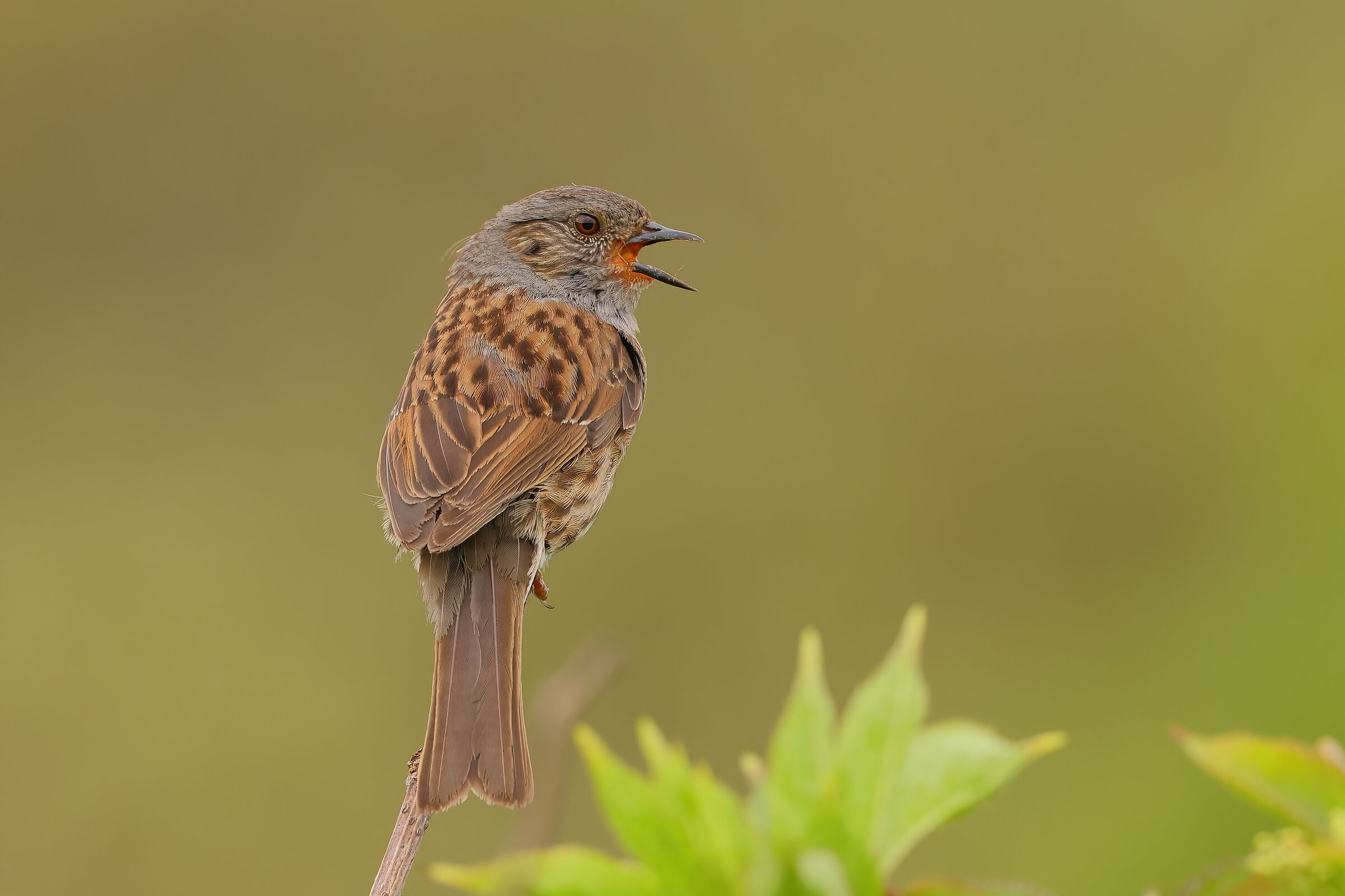 Dunnock