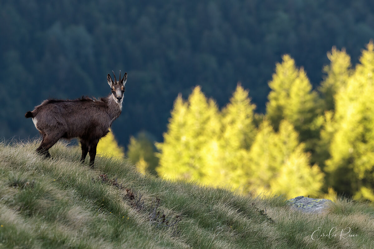 Chamois