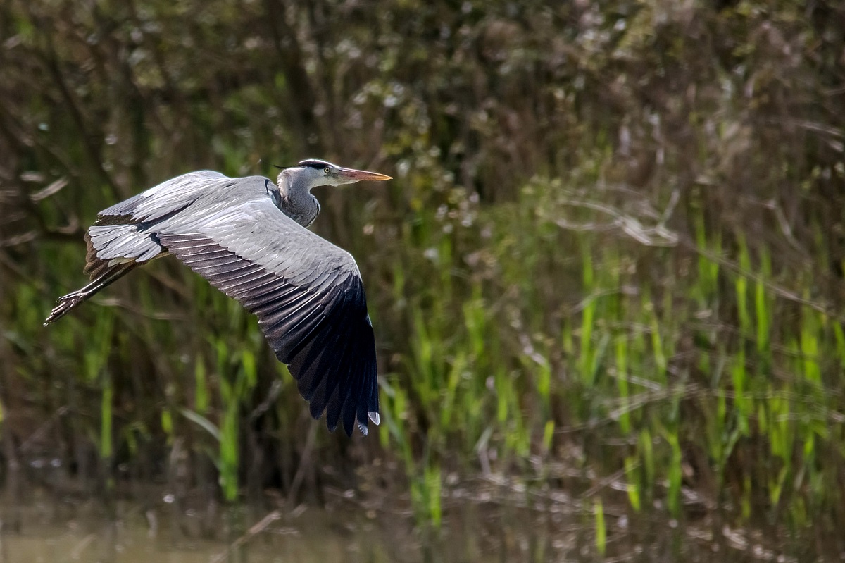 Grey Heron in flight, Oasis of Alviano.
