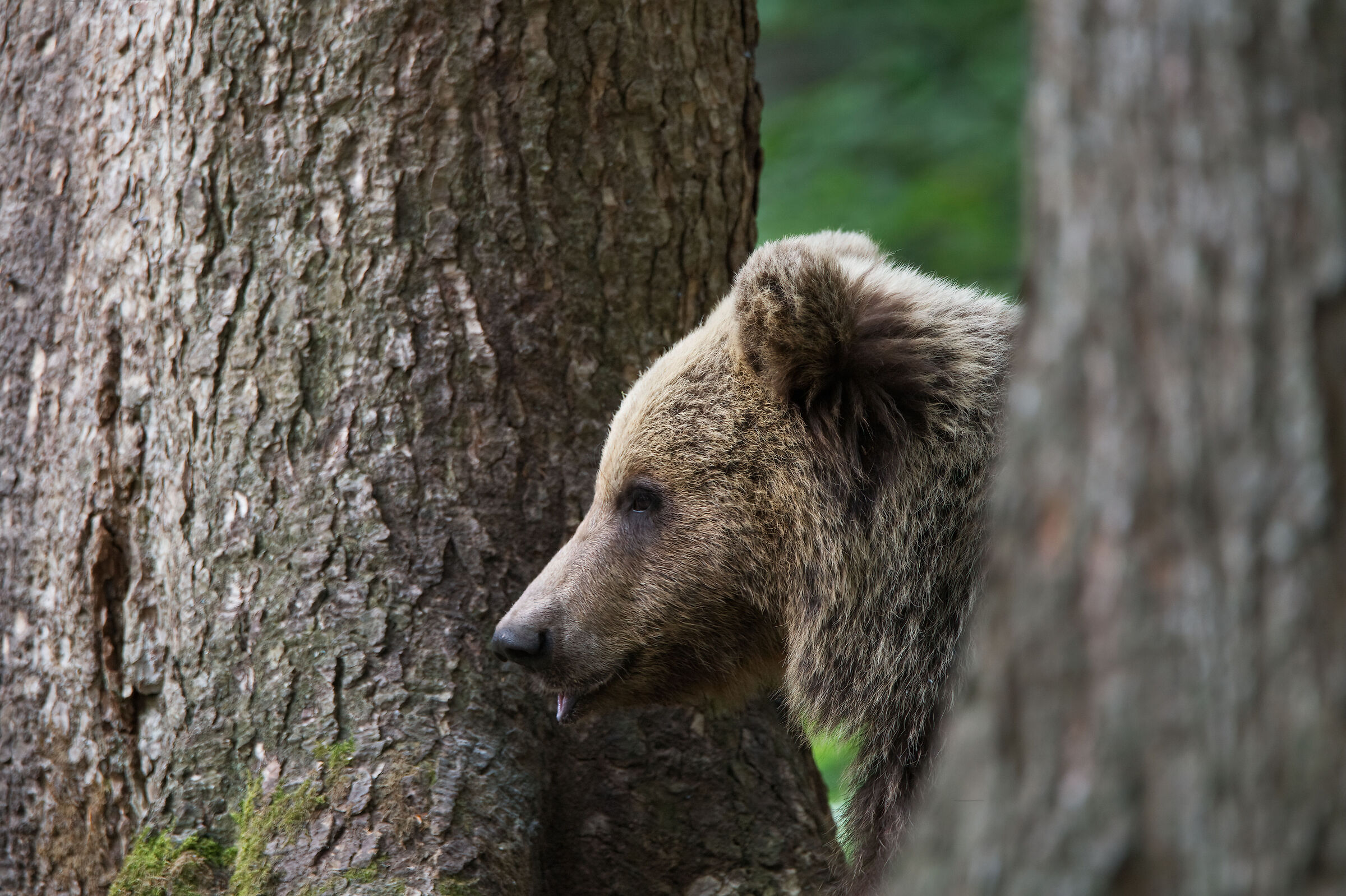 And among the trees... a surprise comes out!