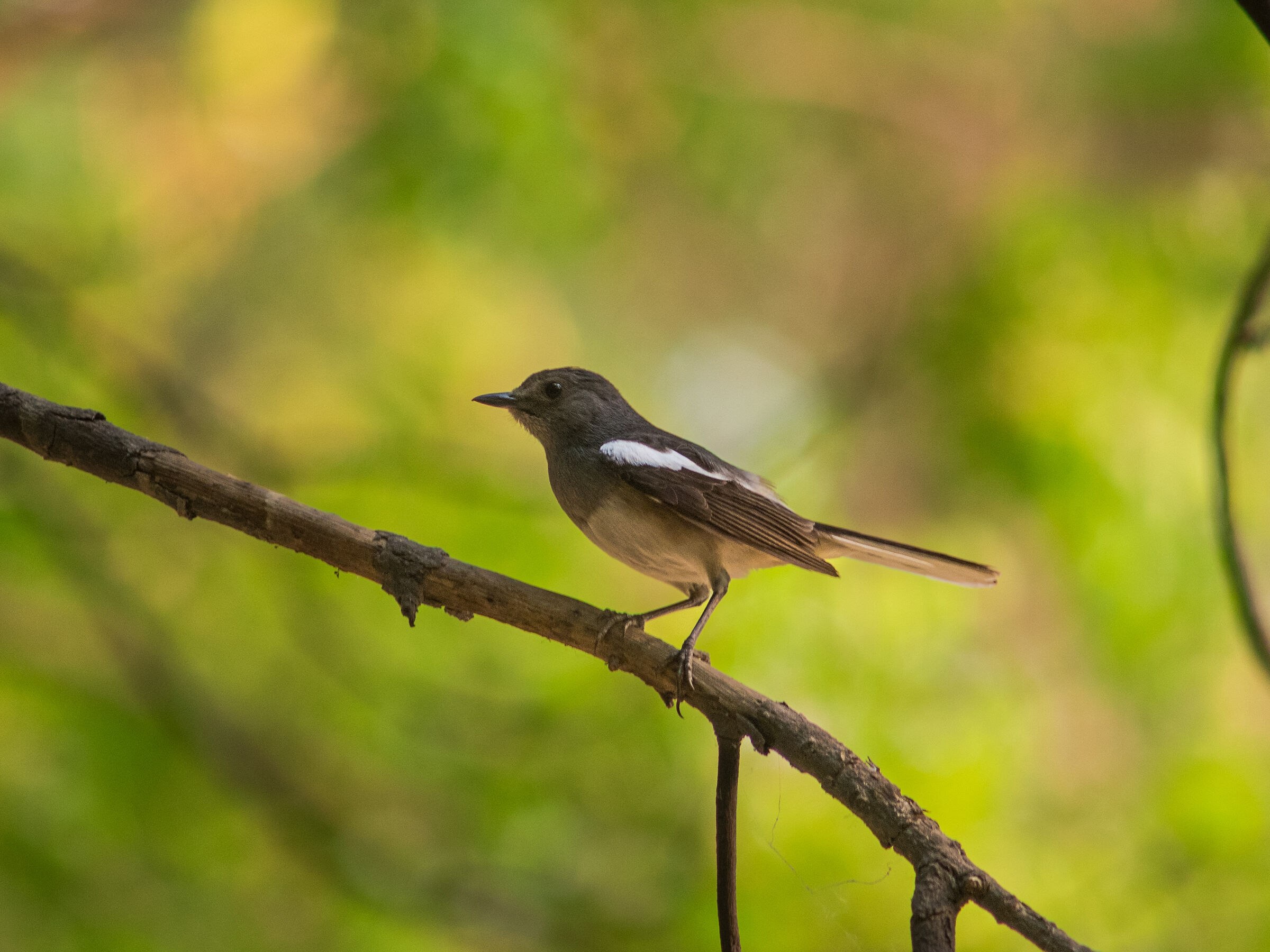 Gazza Robin in albero