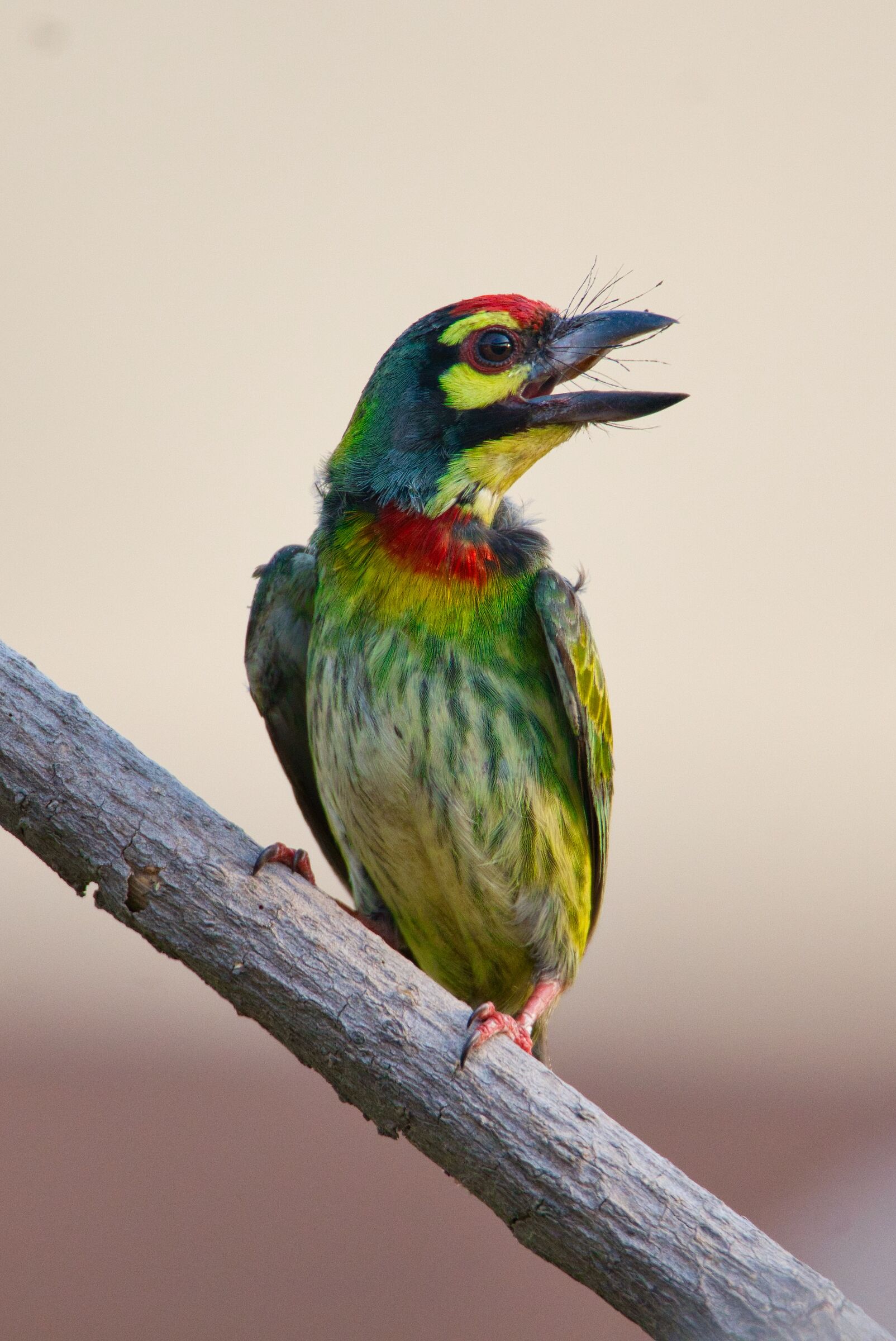 Barbet primo piano