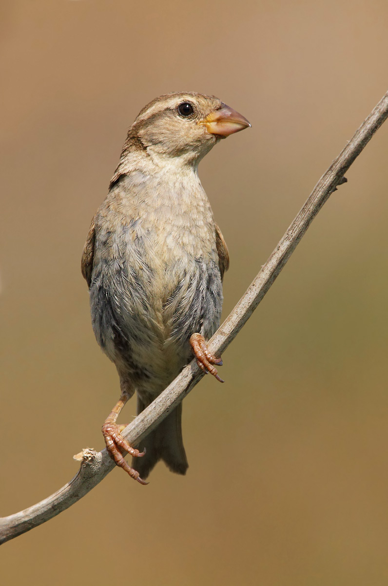 Female sparrow