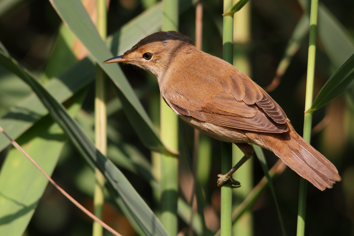 reed warbler