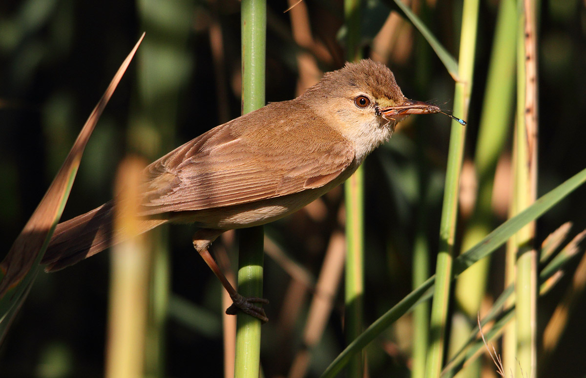 reed warbler
