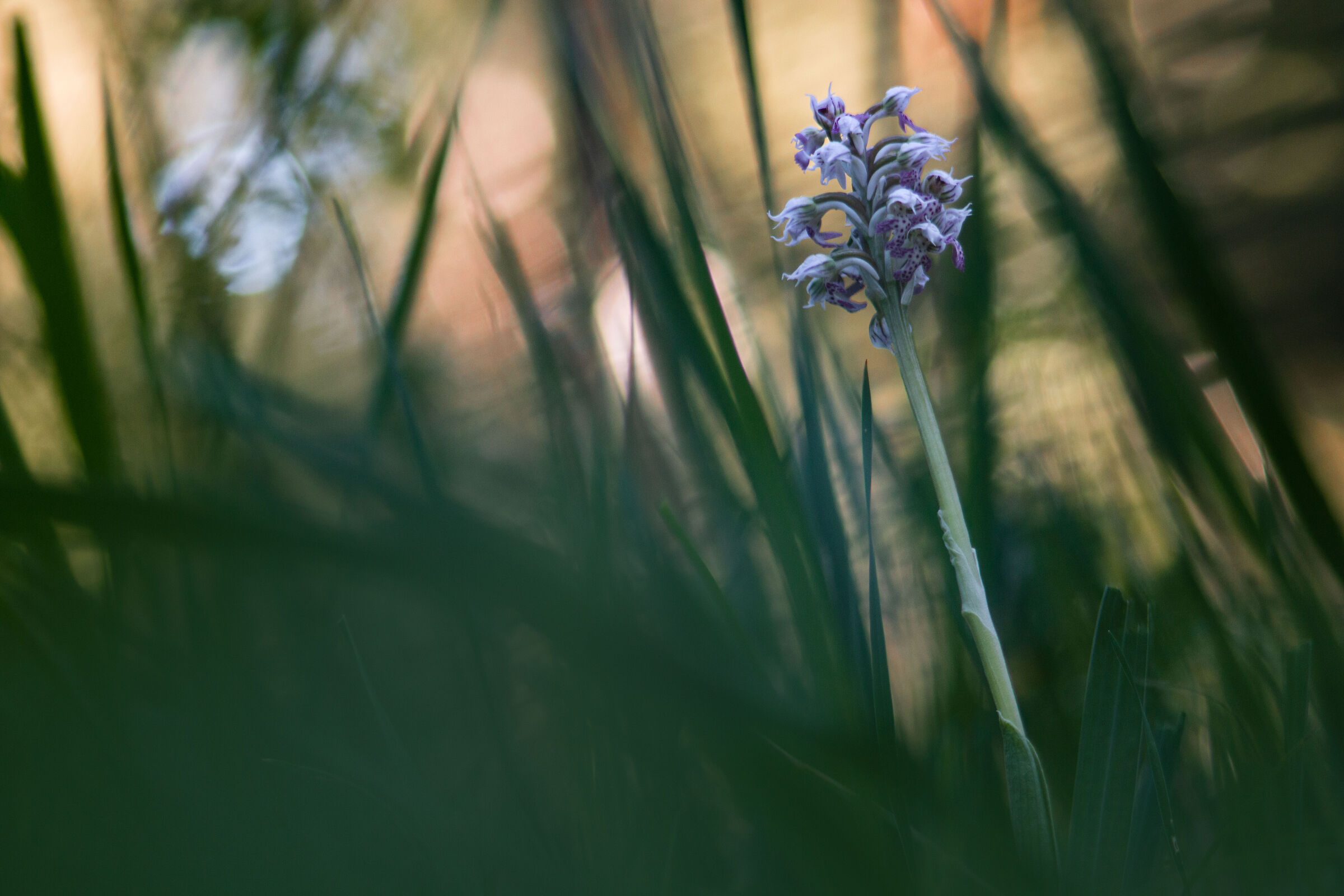 Neotinea Lactea lights