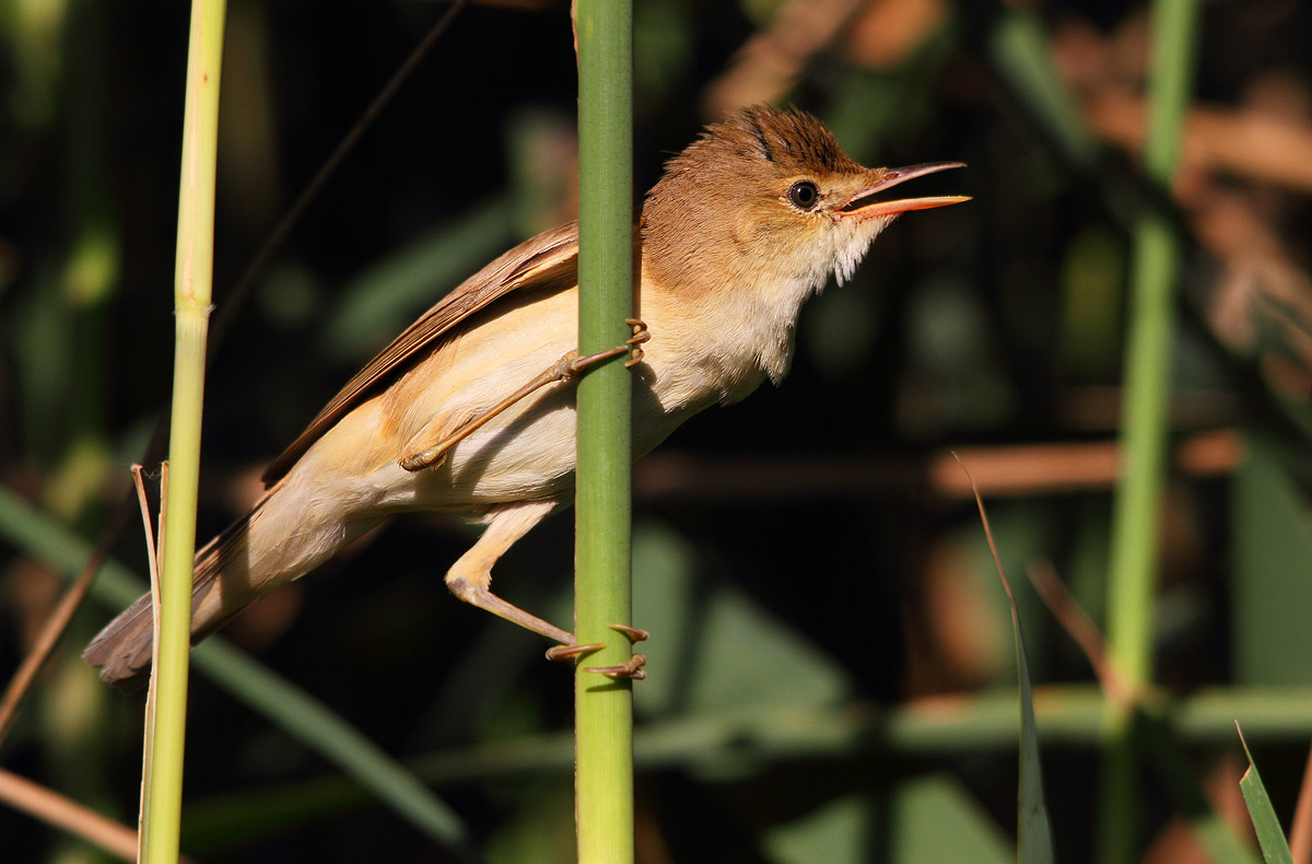 reed warbler