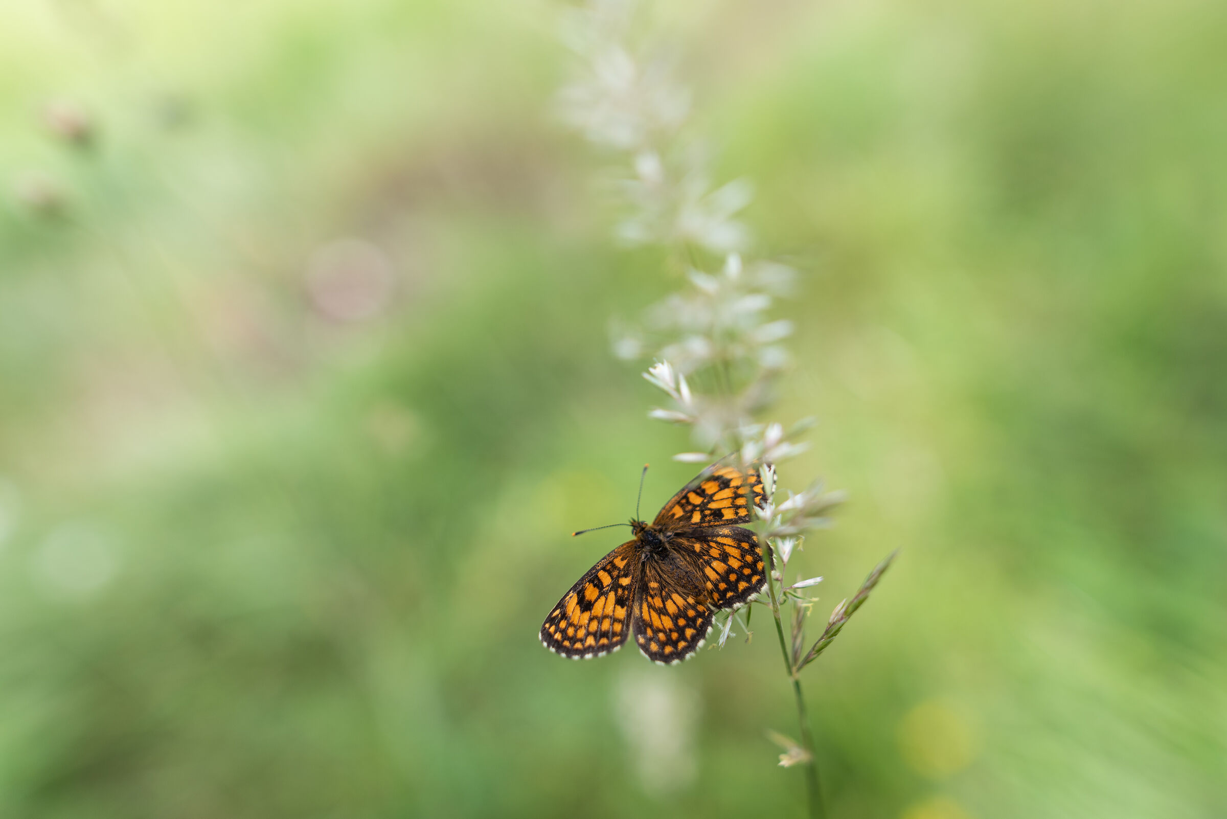 Melitaea phoebe