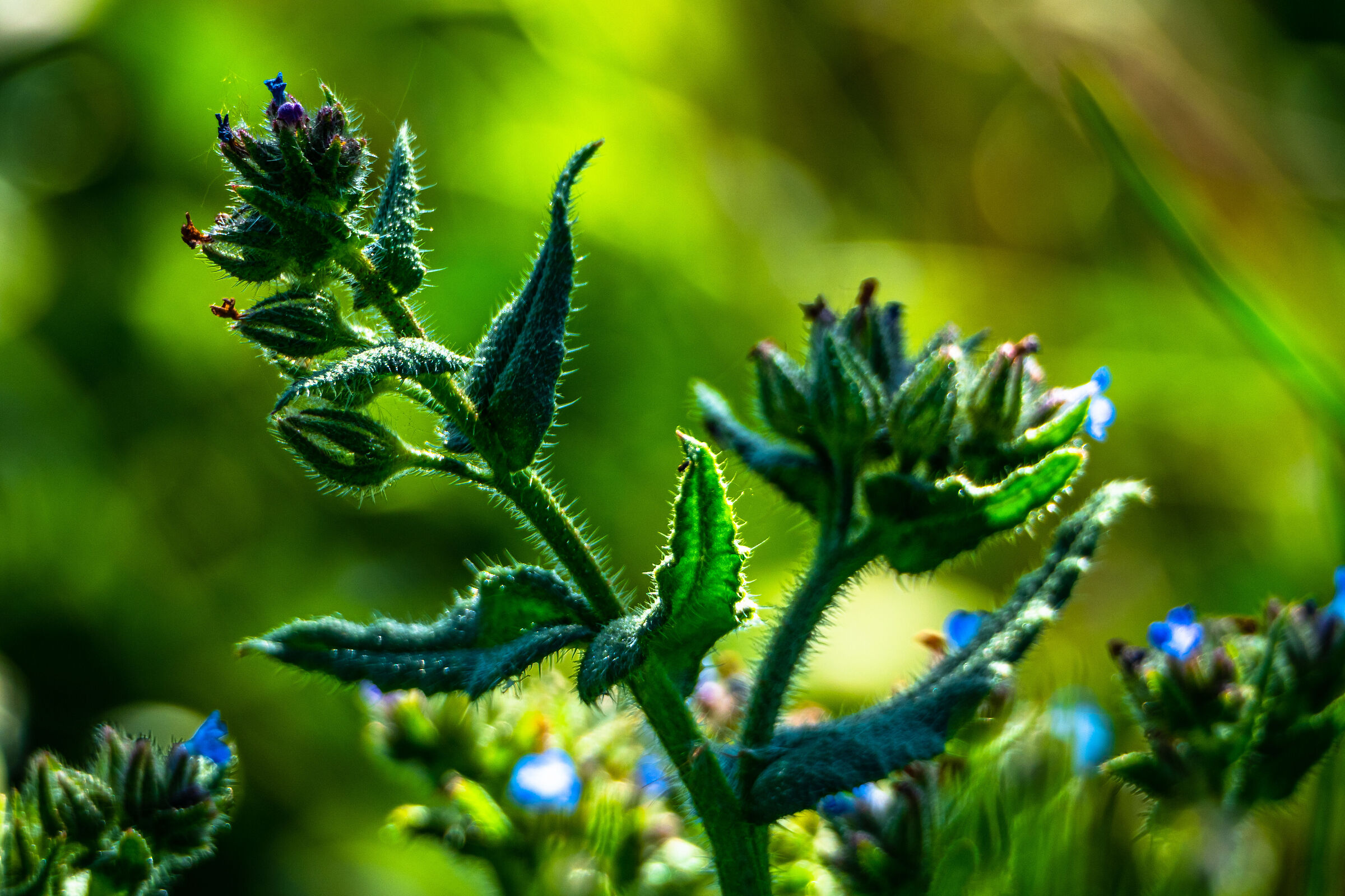 The beauty of spring