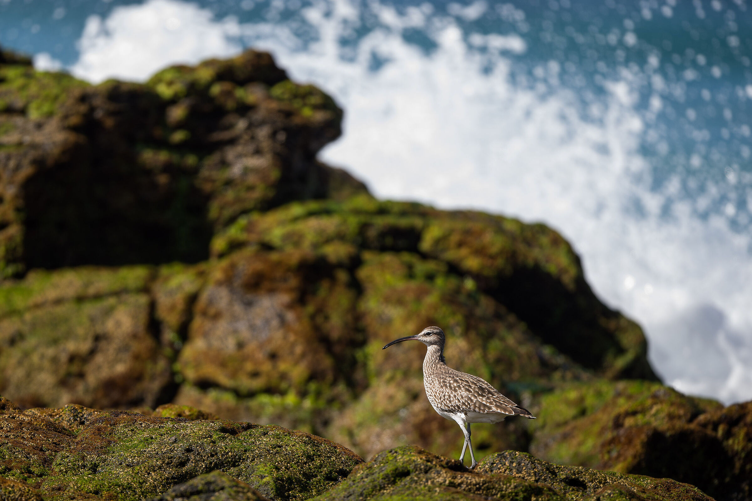 Whimbrel