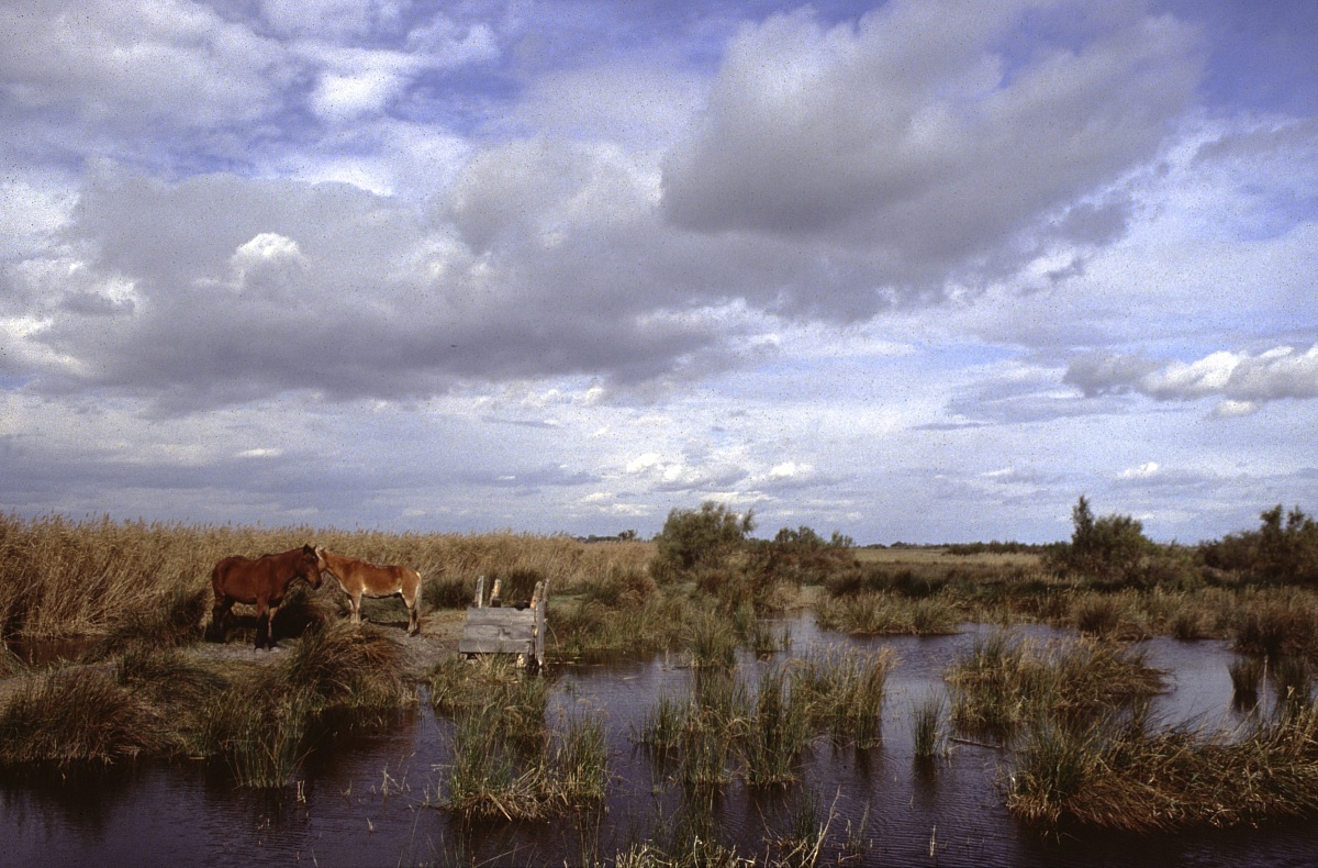Camargue/2/1991