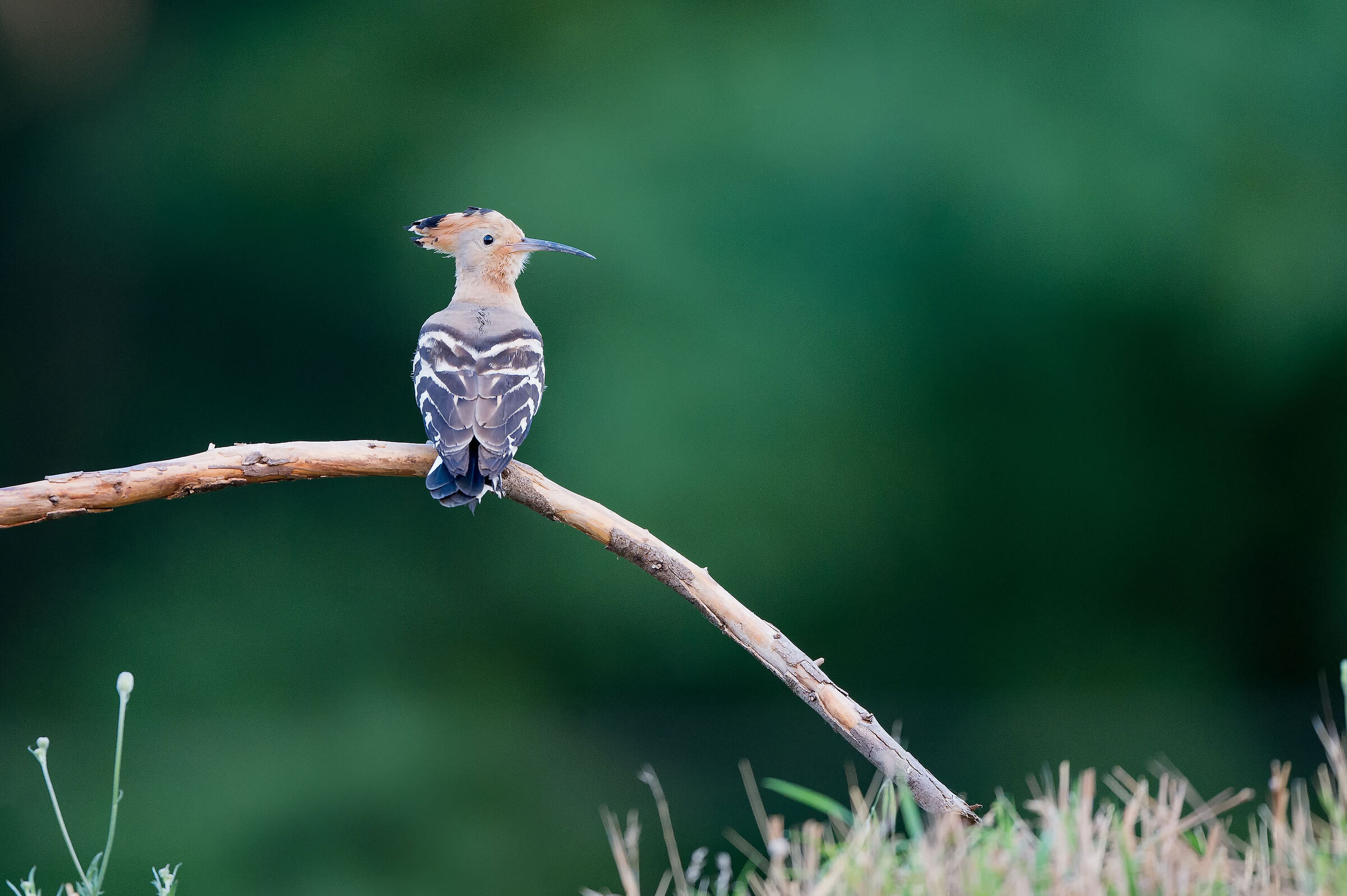 Hoopoe