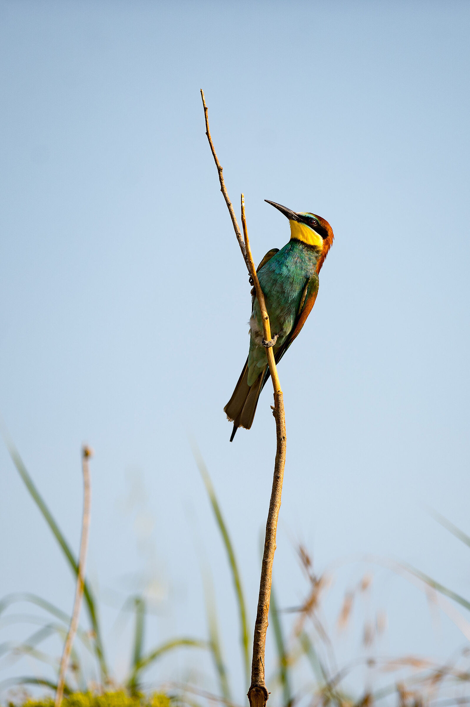 Bee-eater