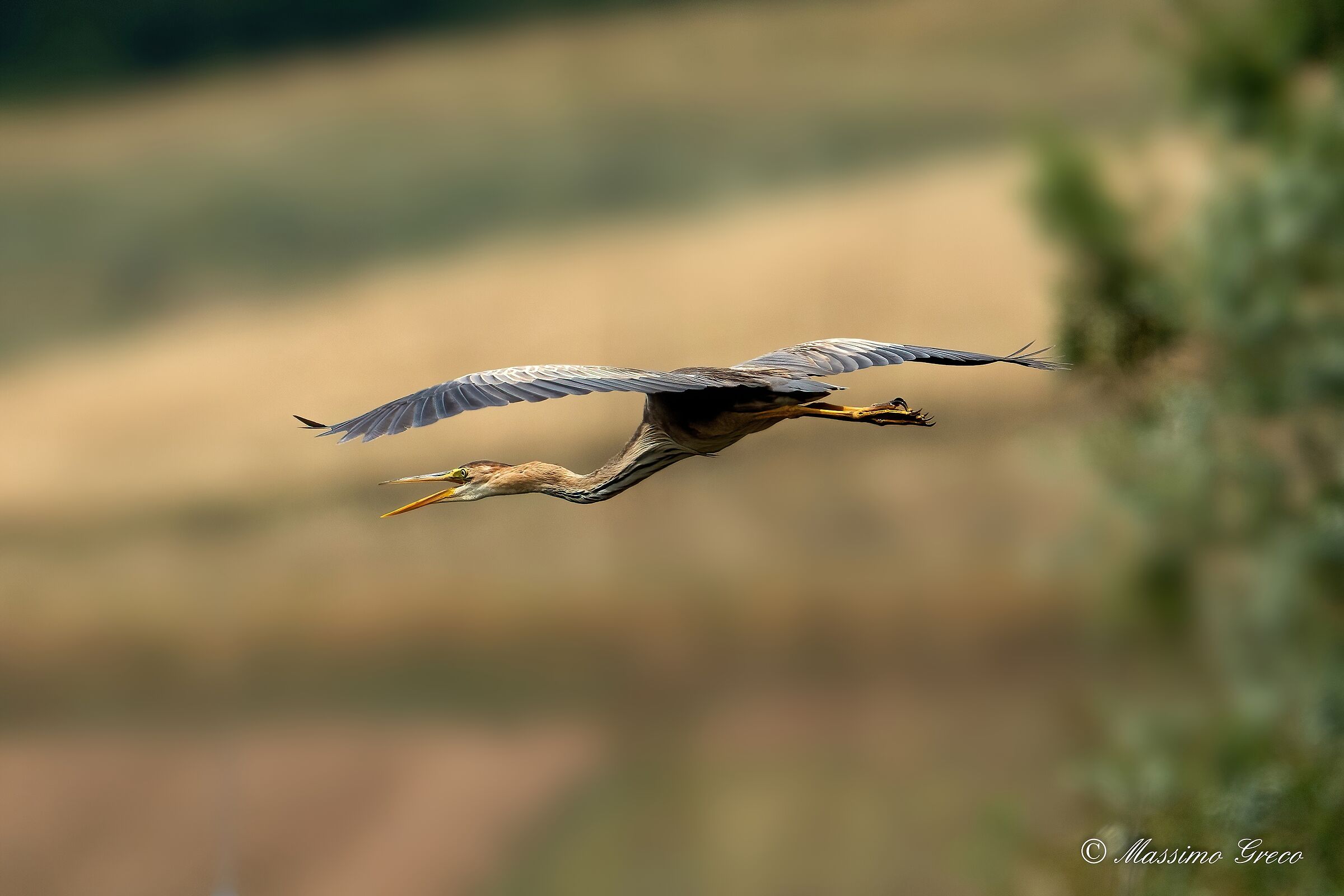 Red heron (Ardea purpurea)