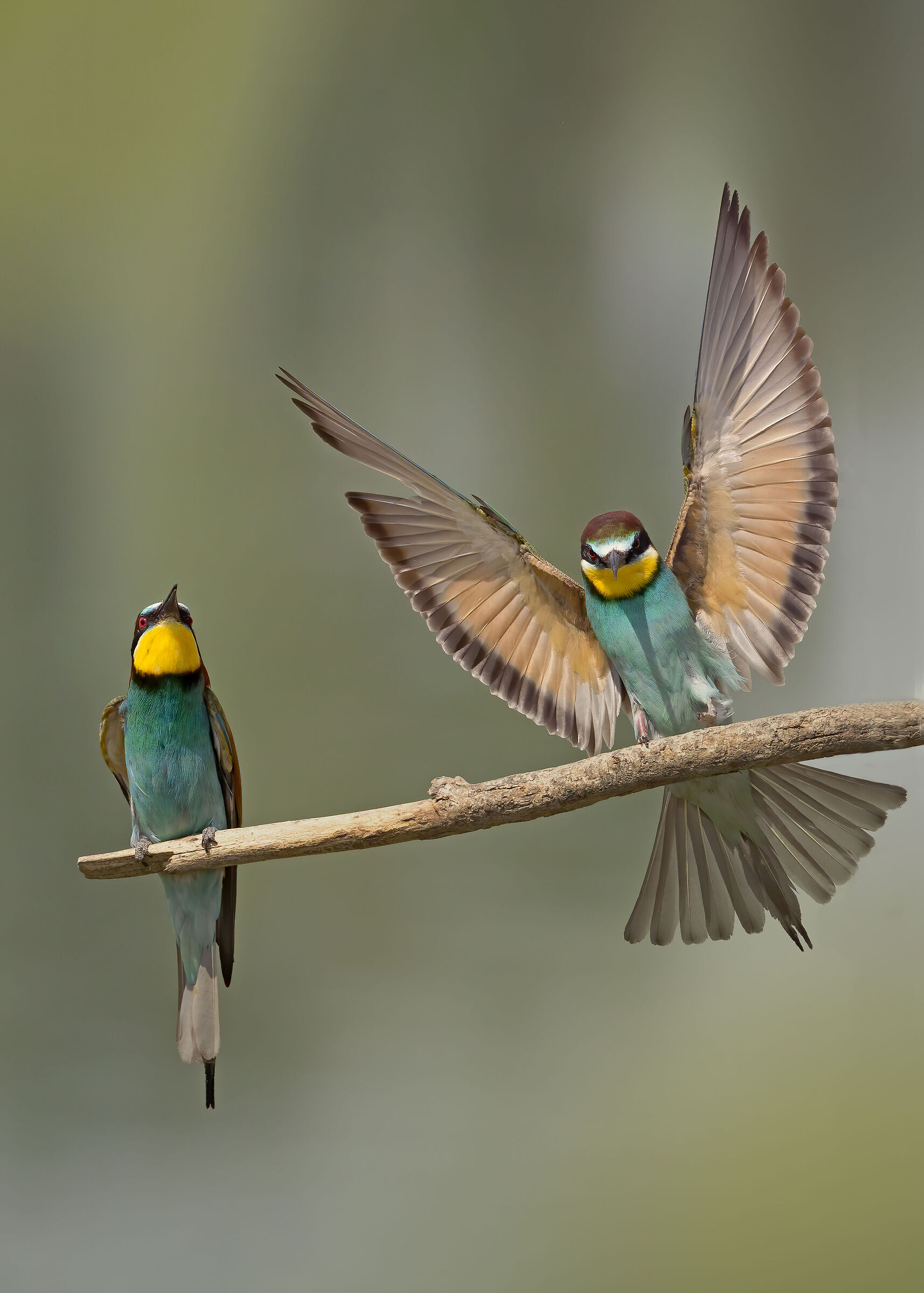 Gruccioni 2022 - Fiume Taro