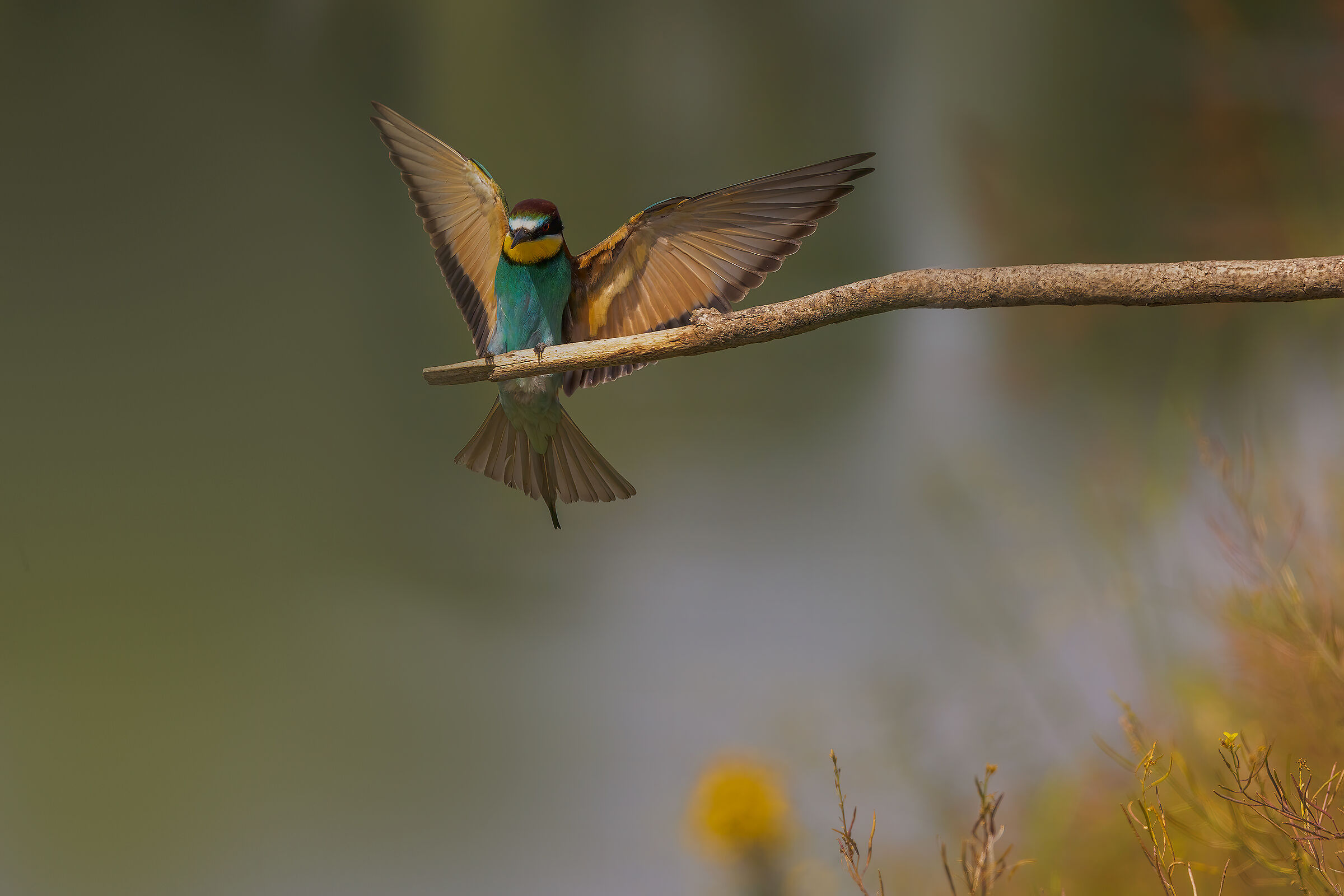 Gruccioni 2022 - Fiume Taro