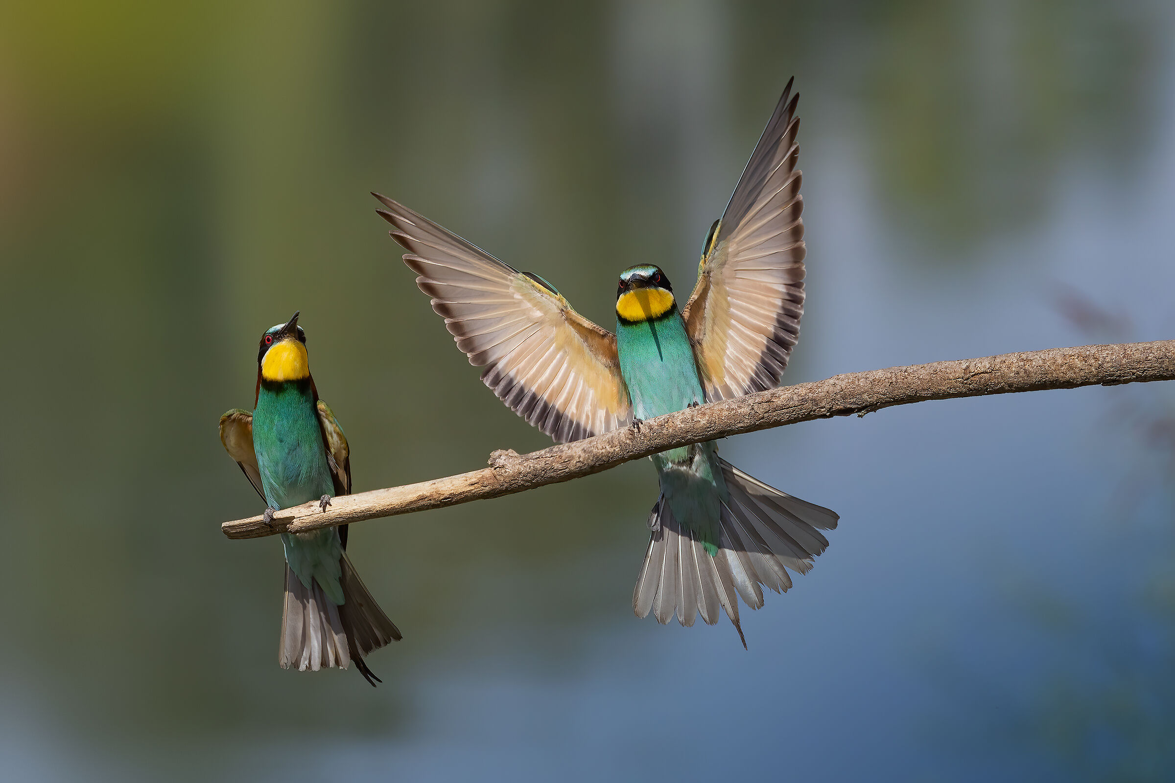 Gruccioni 2022 - Fiume Taro