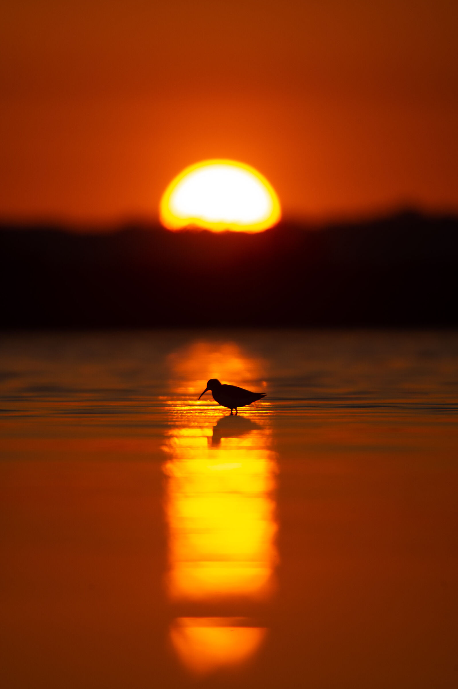Curlew sandpiper