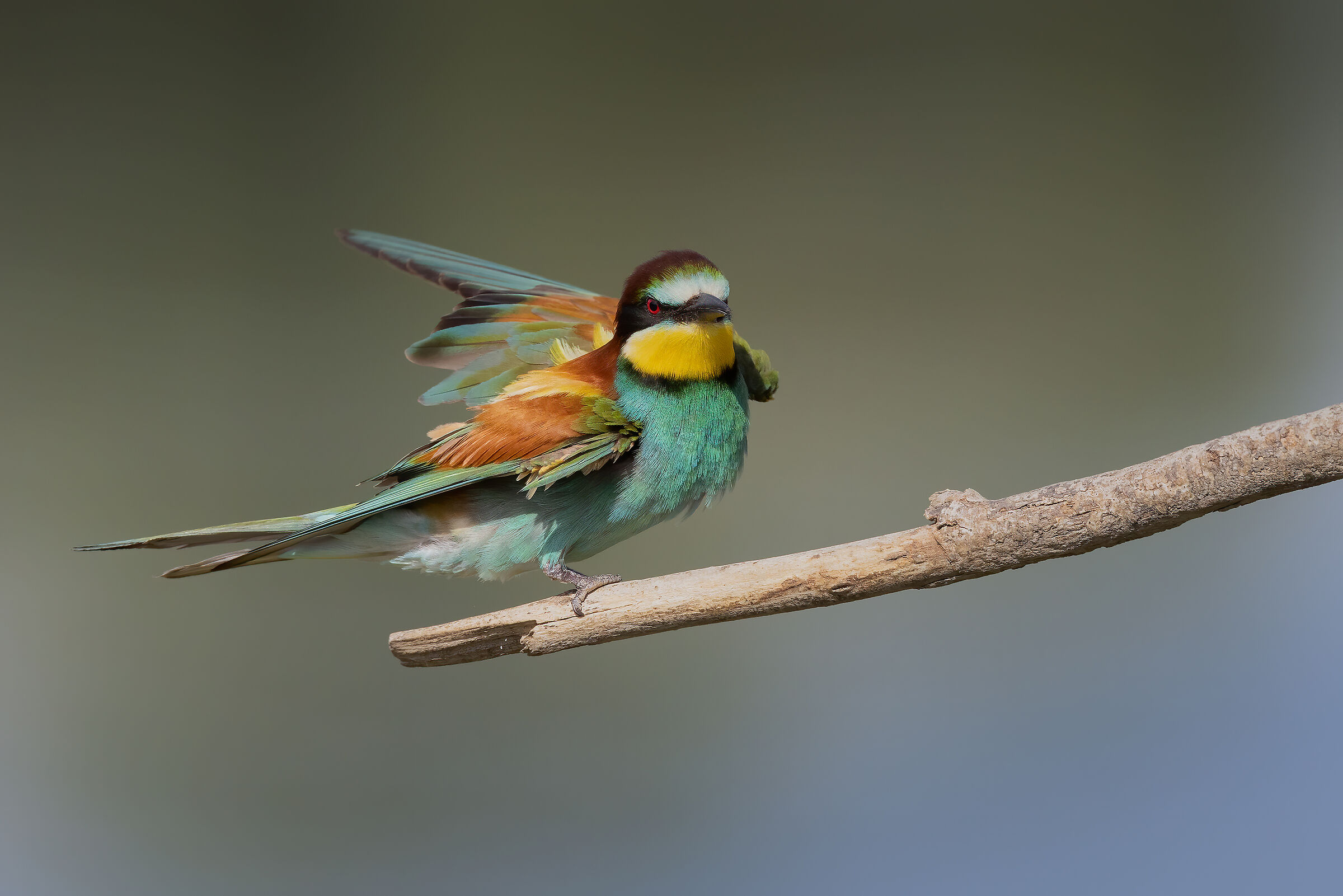 Gruccioni 2022 - Fiume Taro