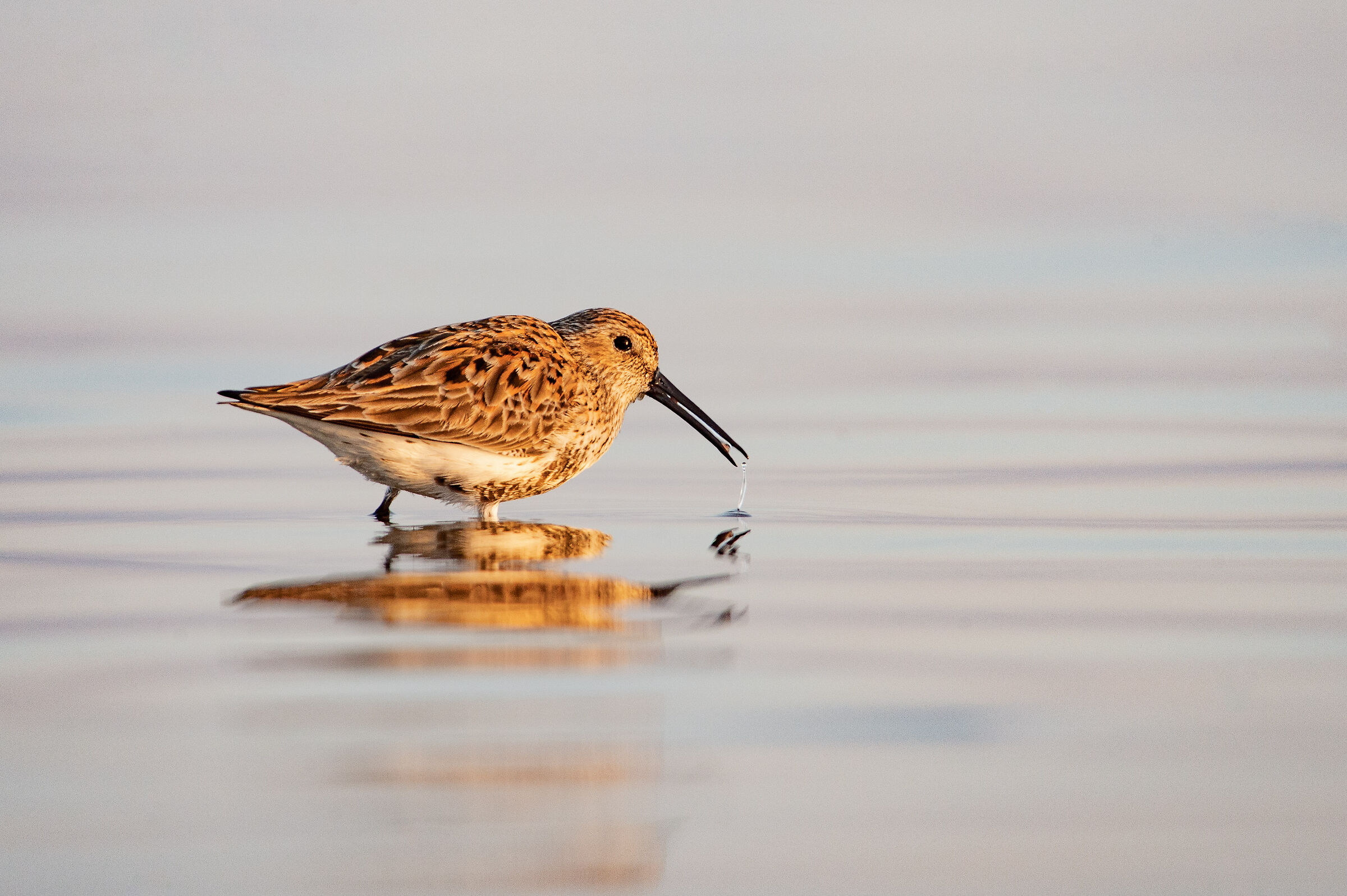 Curlew sandpiper