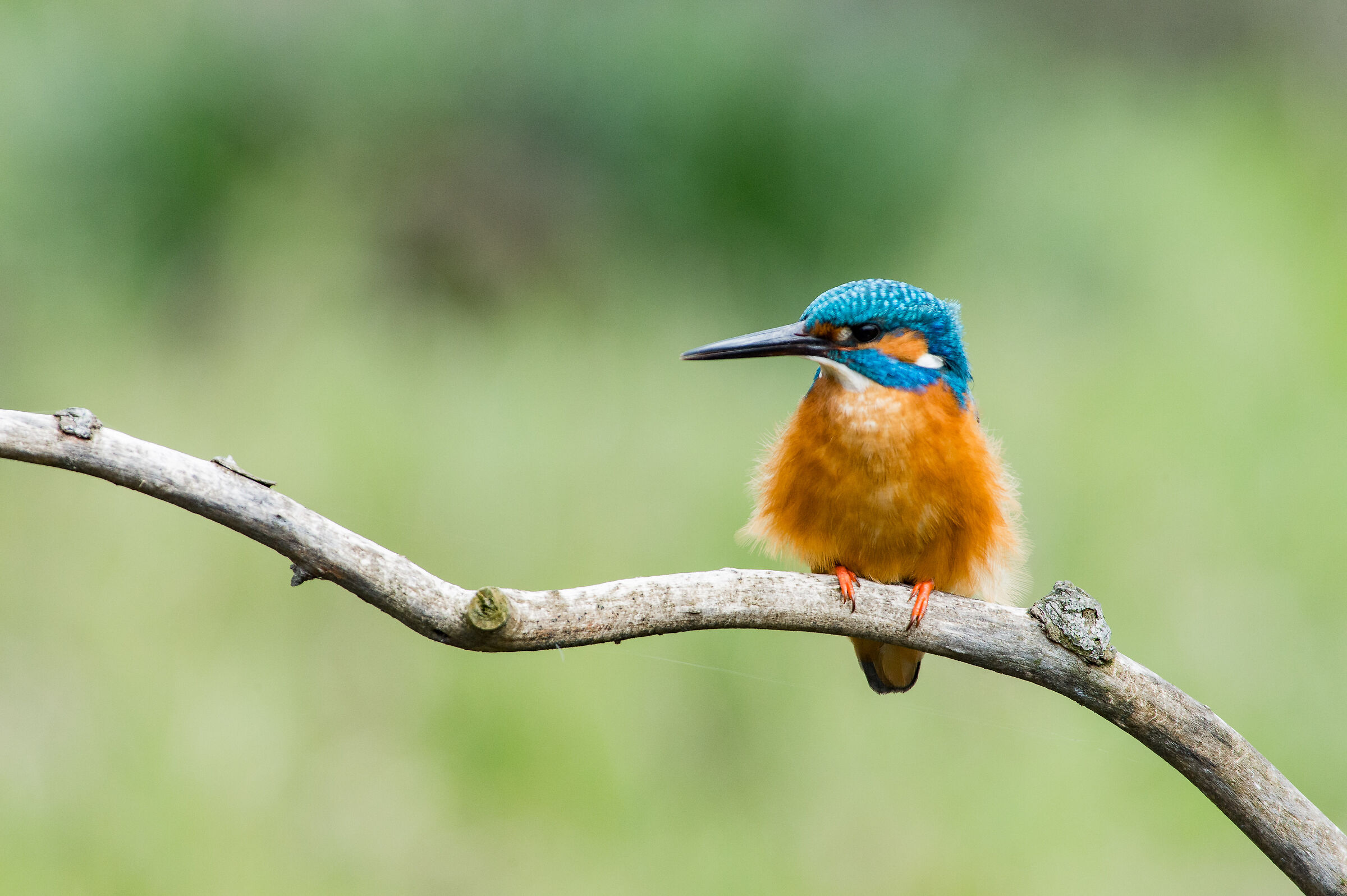 Kingfisher