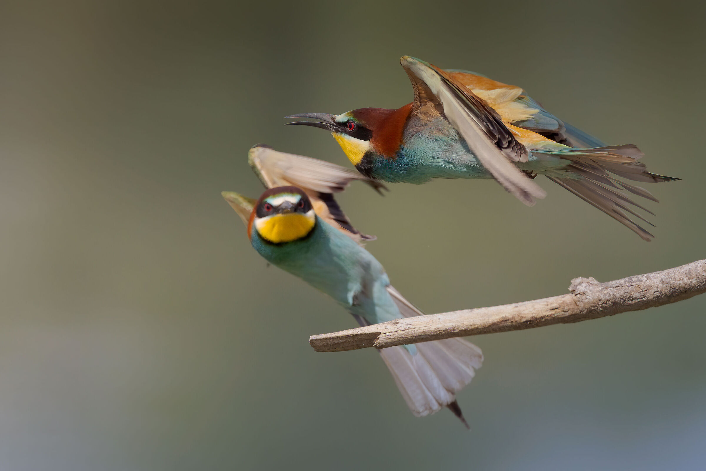 Gruccioni 2022 - Fiume Taro