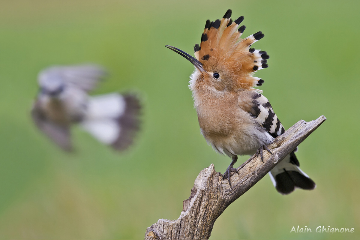 banzaiiiiiiiiiii!!!!