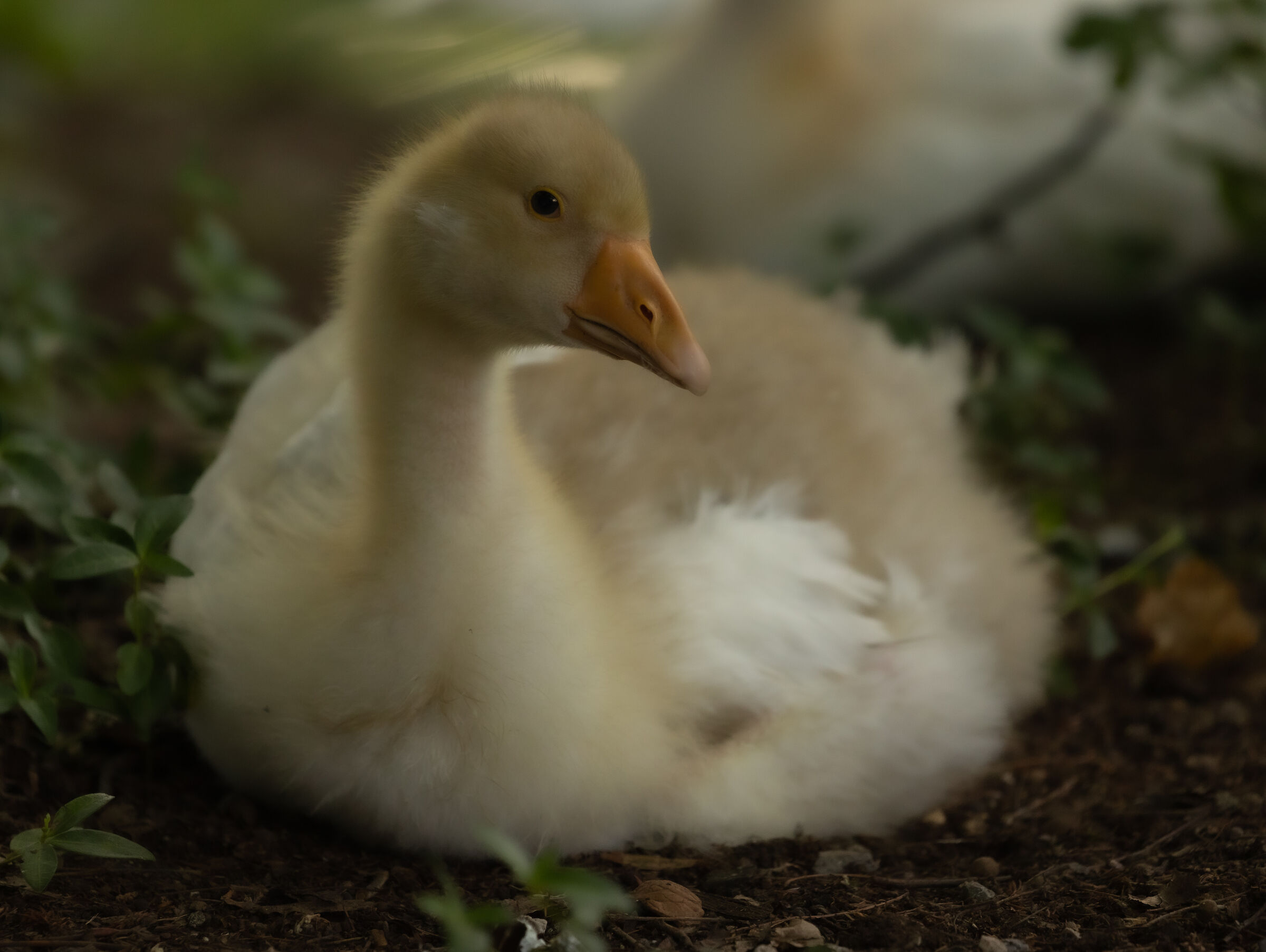 So cute...cosi tenero.